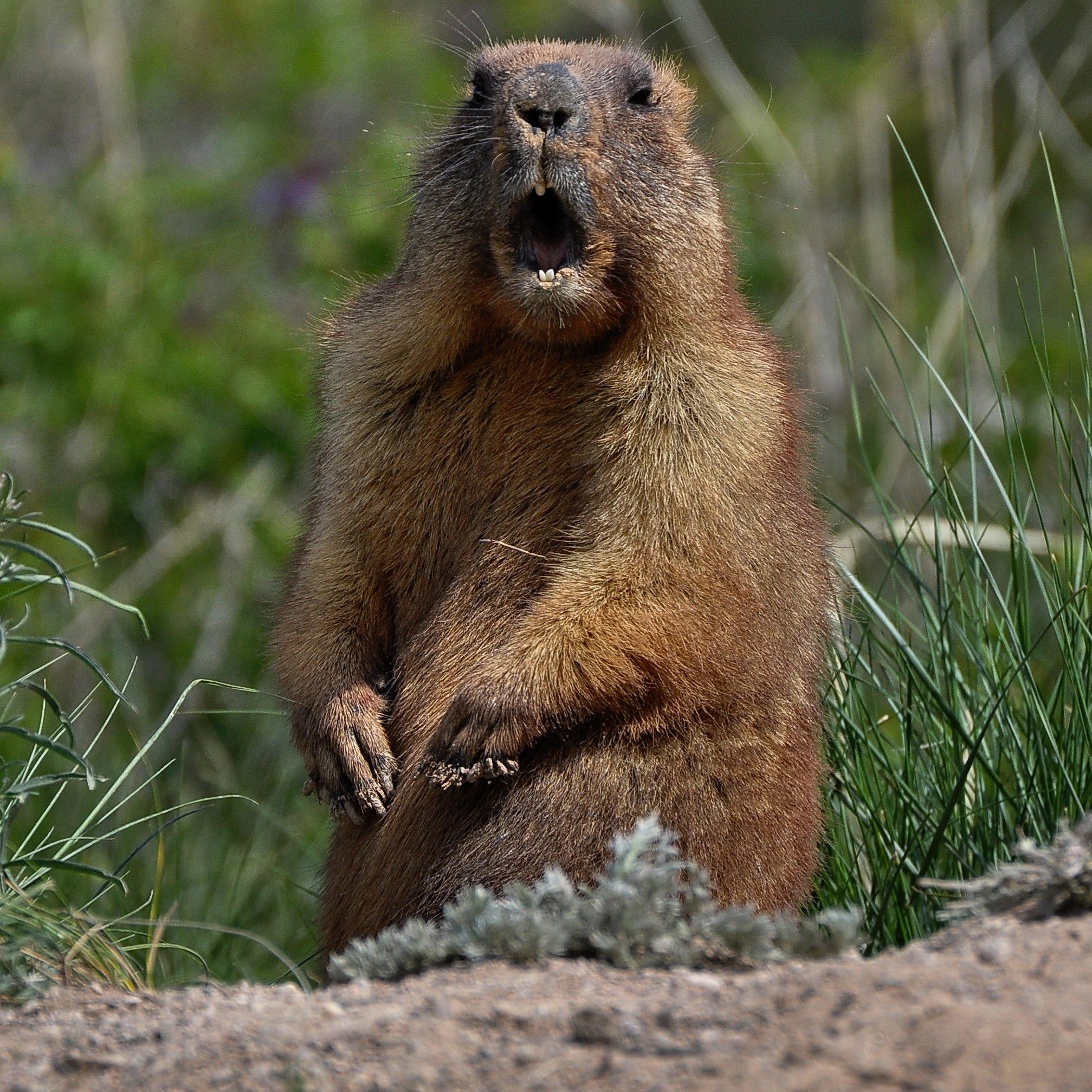 A large Groundhog or Woodchuck sitting in a humane / Have-A-Heart