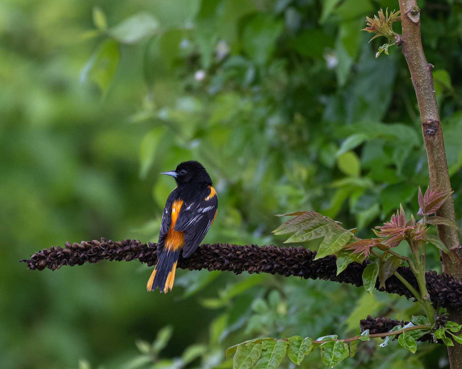 A Baltimore oriole on a tree branch.