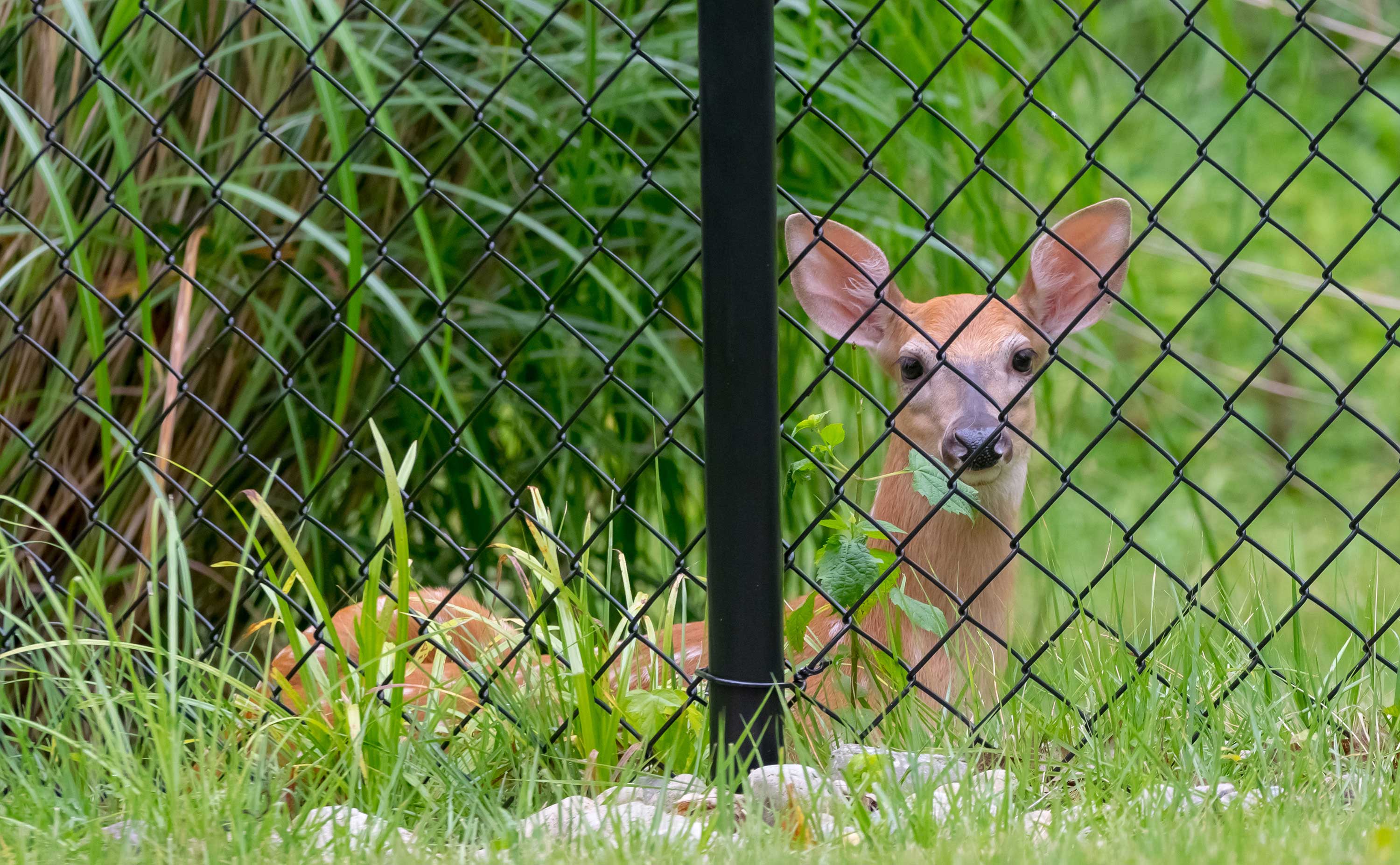 A deer laying in grass outside a fence.