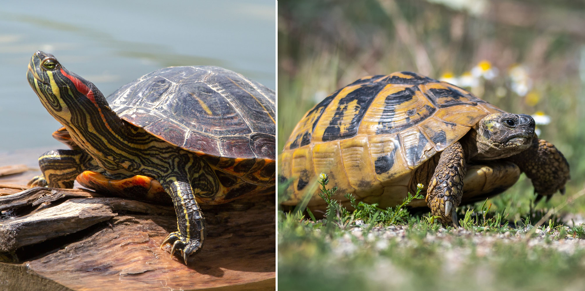 tortoisehg vs tortoisesvn