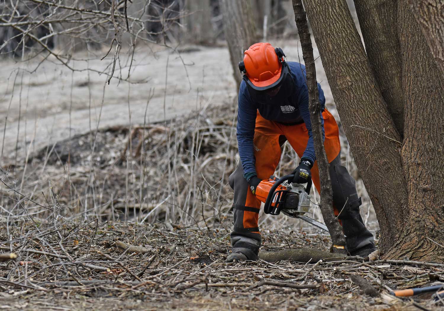 A person using a chainsaw to cut the base of a tree.