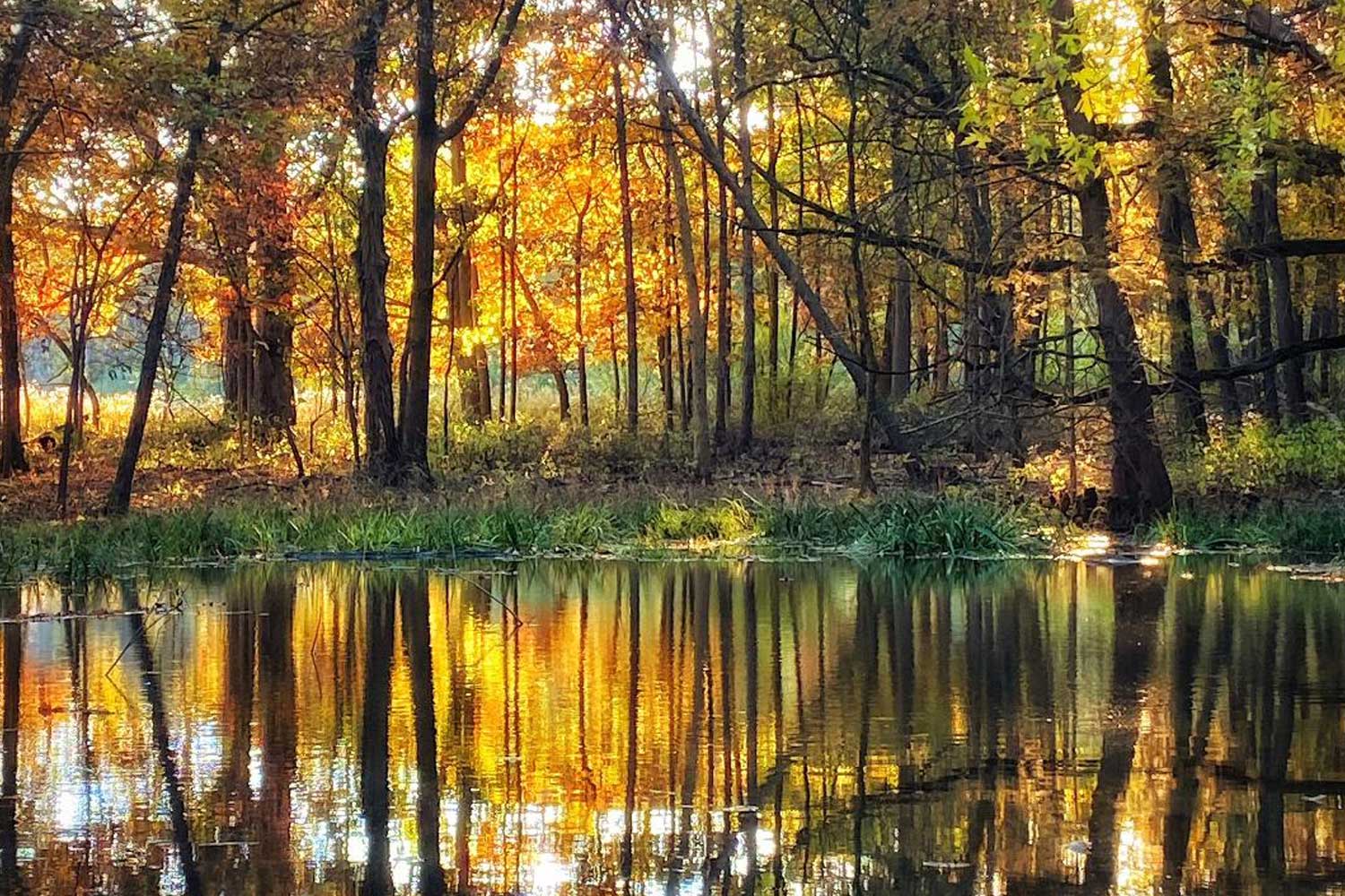 A still pond reflecting the landscape of trees with orange and yellow leaves in fall. 