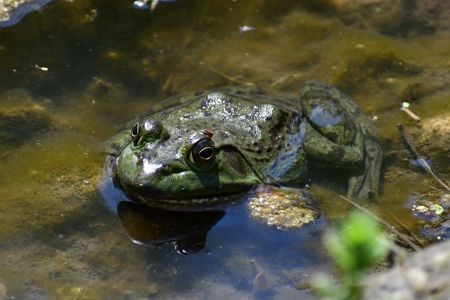 American bullfrog sitting in the water.