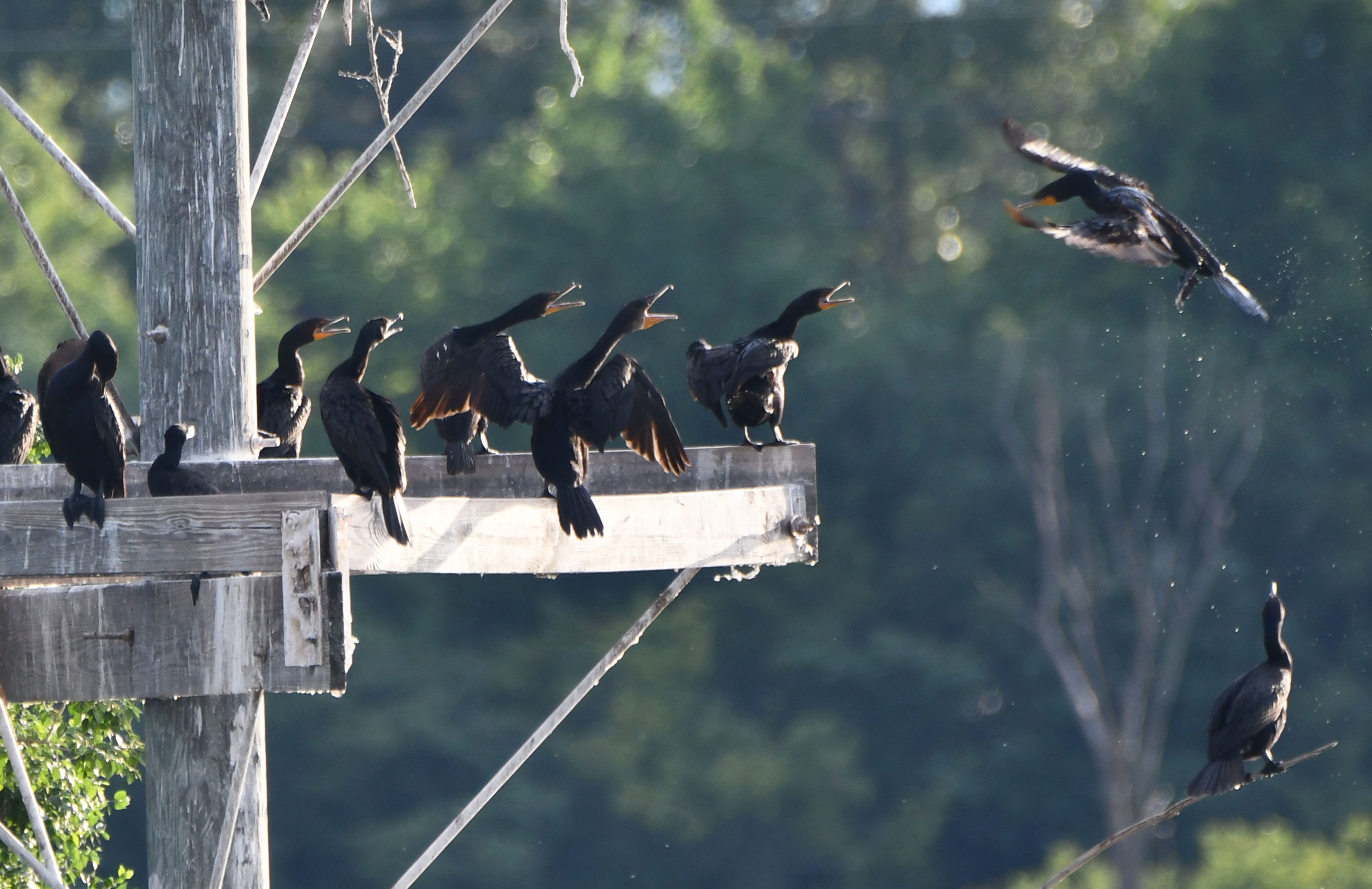 A group of double-crested cormorants on the nest platform at Lake Renwick.