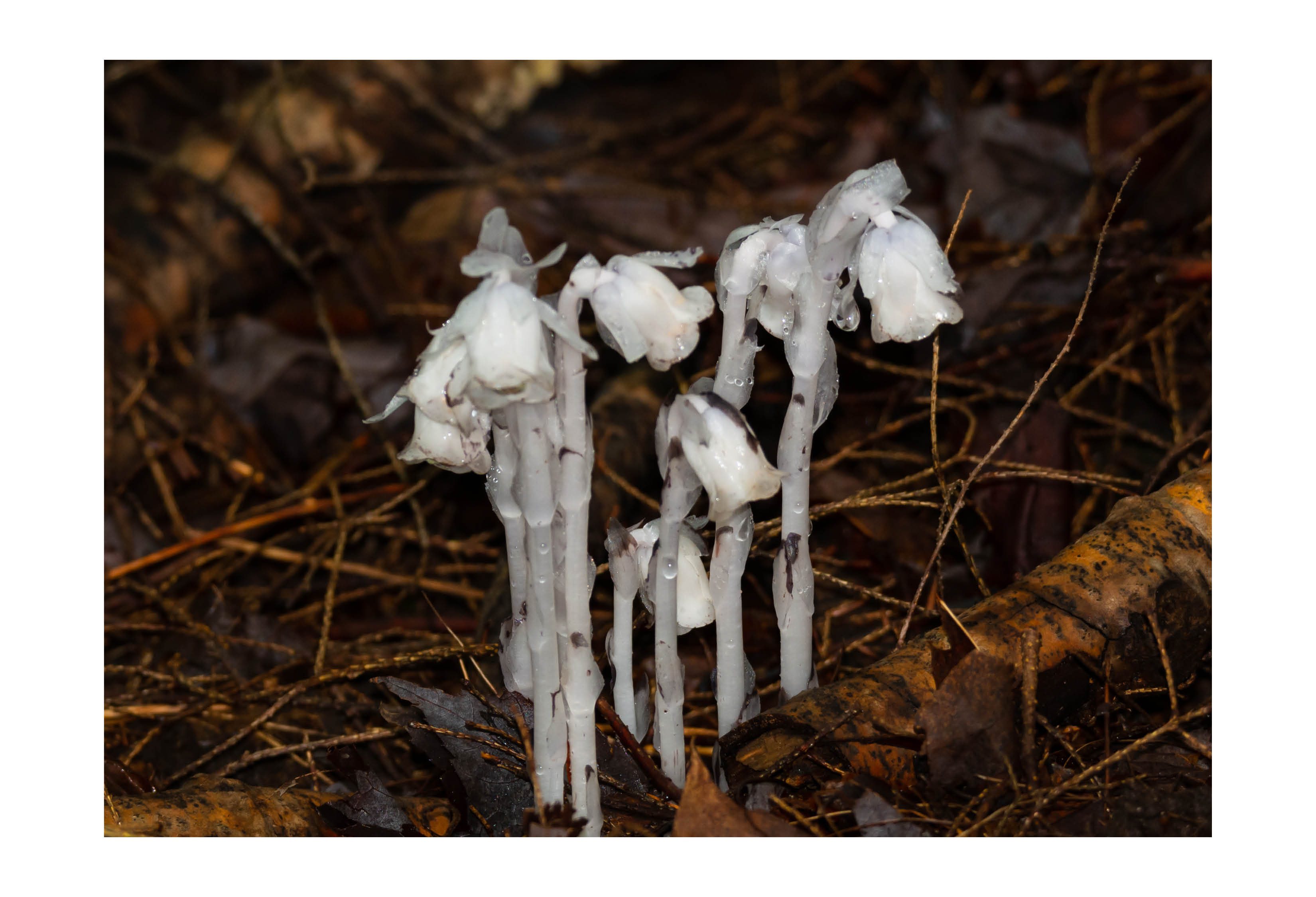 Closeup of ghost plant.