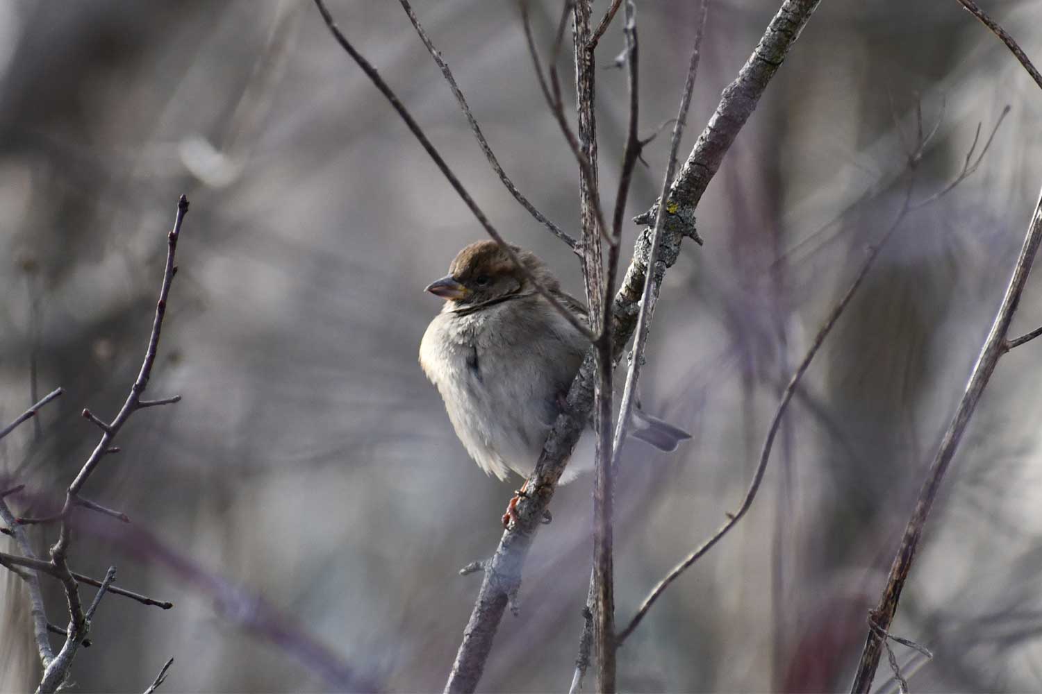 A sparrow in a tree. 