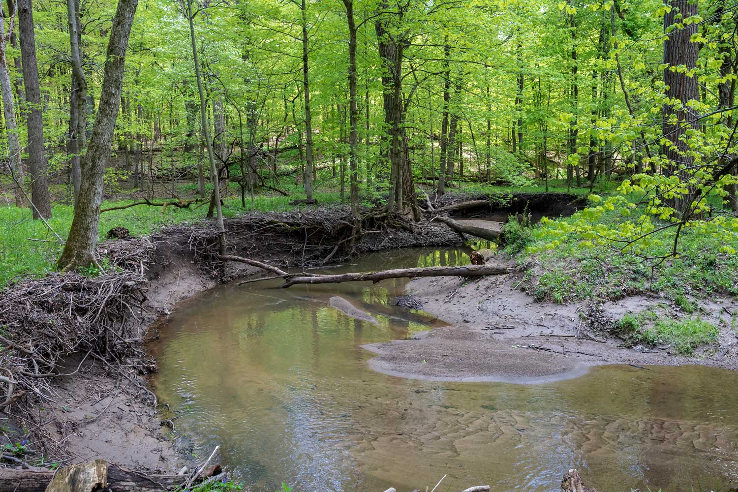 A creek meandering through a forest with trees lining both banks.