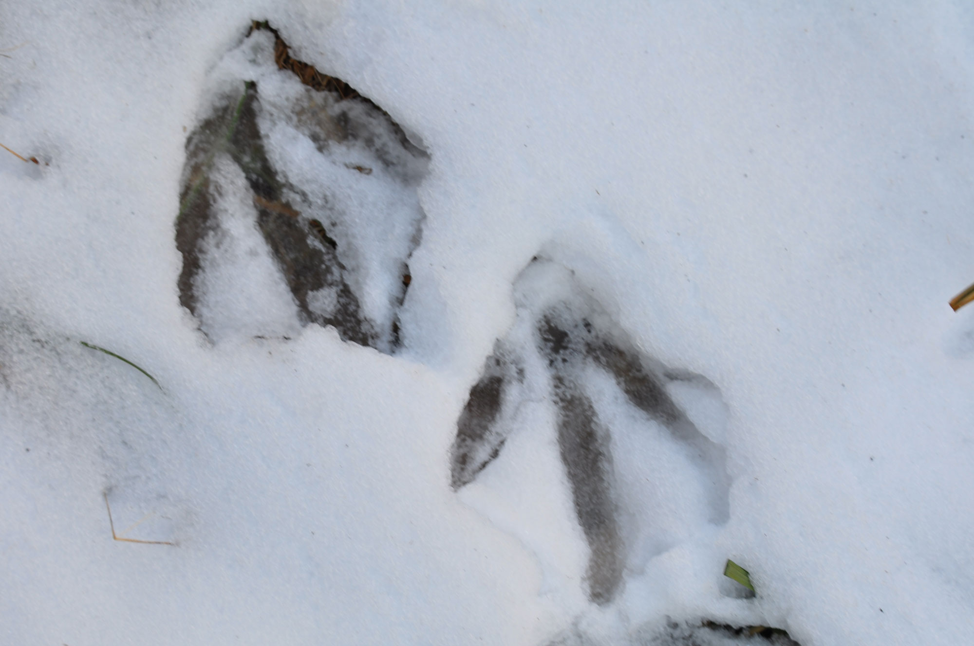 Great blue heron tracks in the snow.