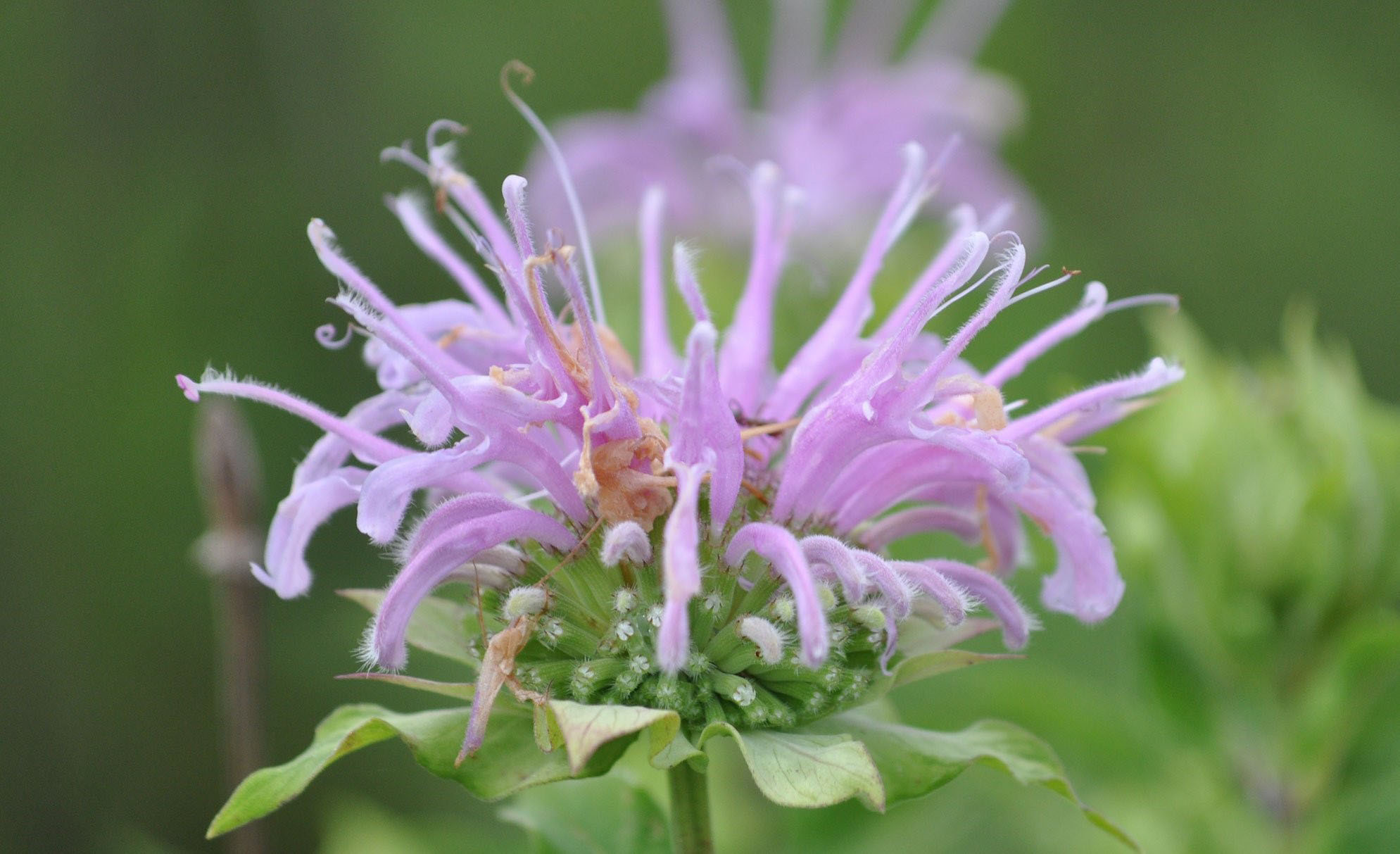 Wild bergamot.