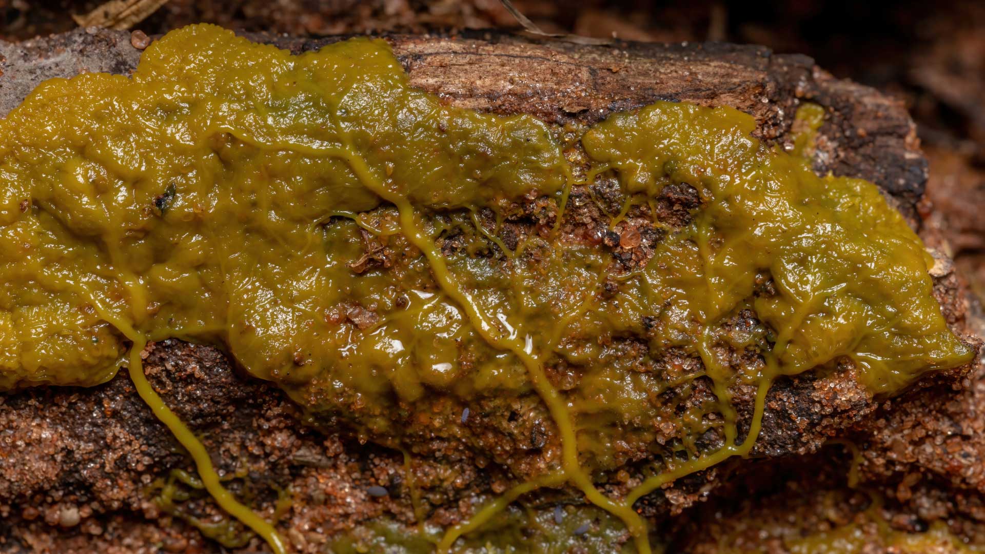 Physarum polycephalum slime mold.