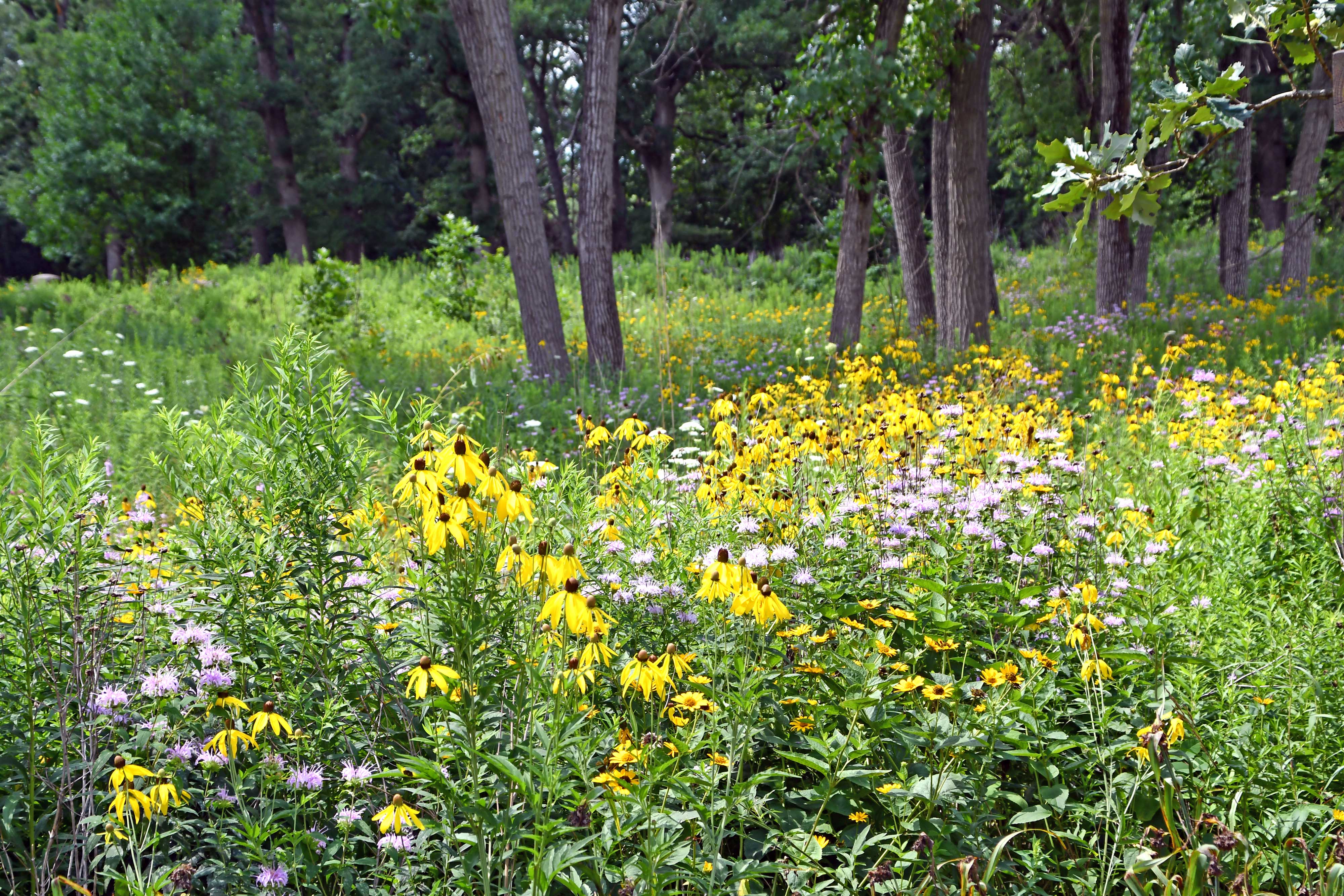 Wildflowers in a prairie at Goodenow Grove.