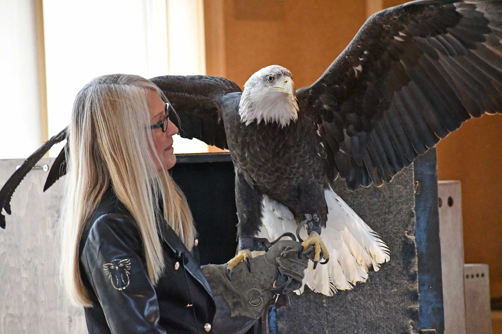 A woman holds a captive bald eagle.