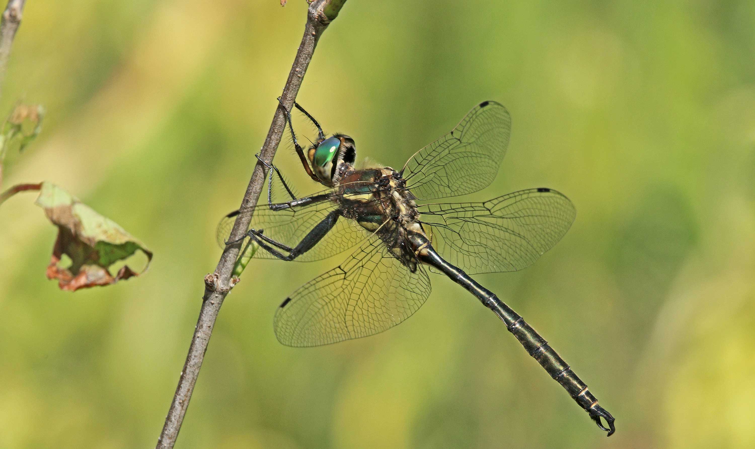 Hine's emerald dragonfly.