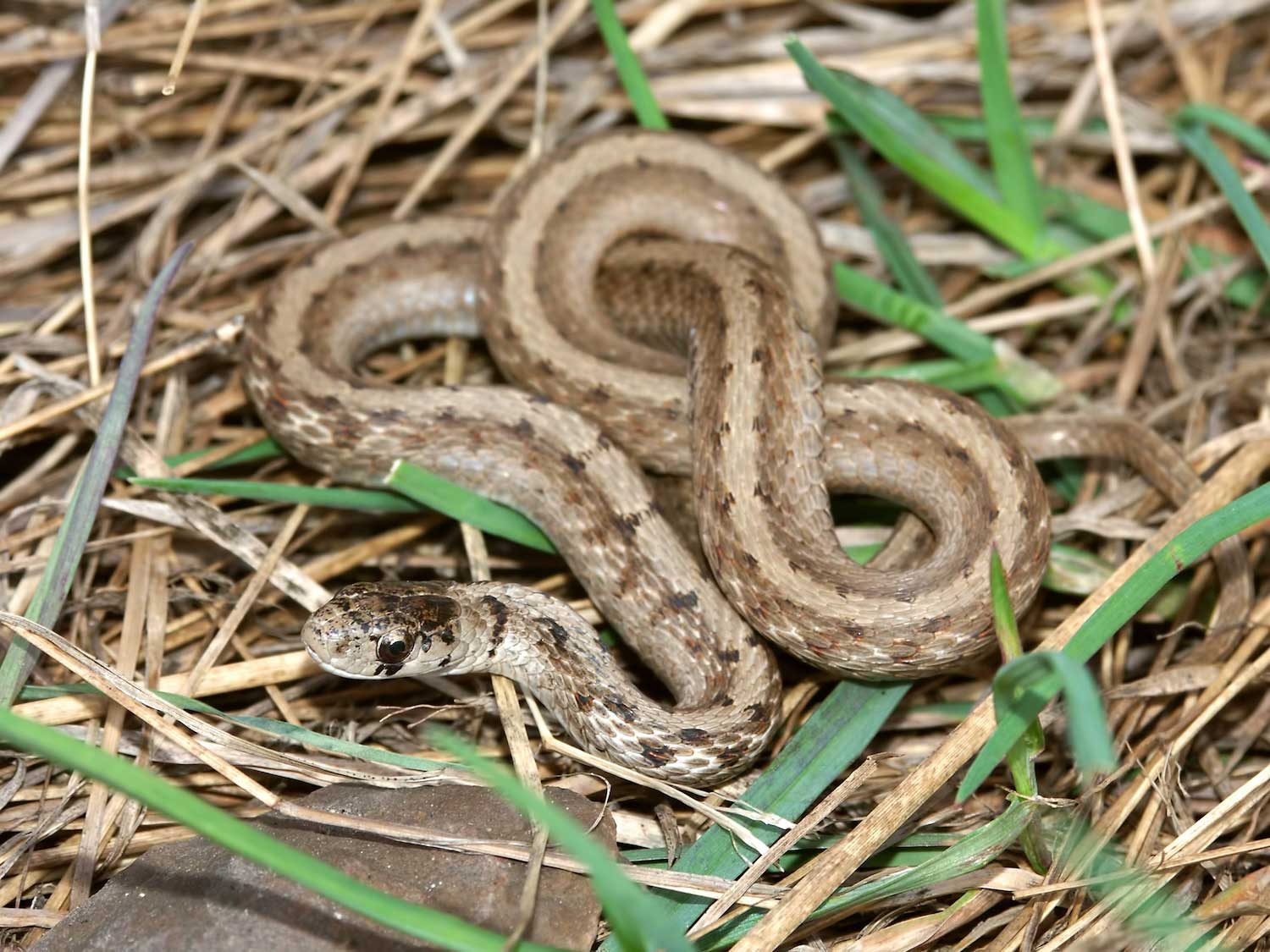 A DeKay's brown snake on green and brown grasses. 