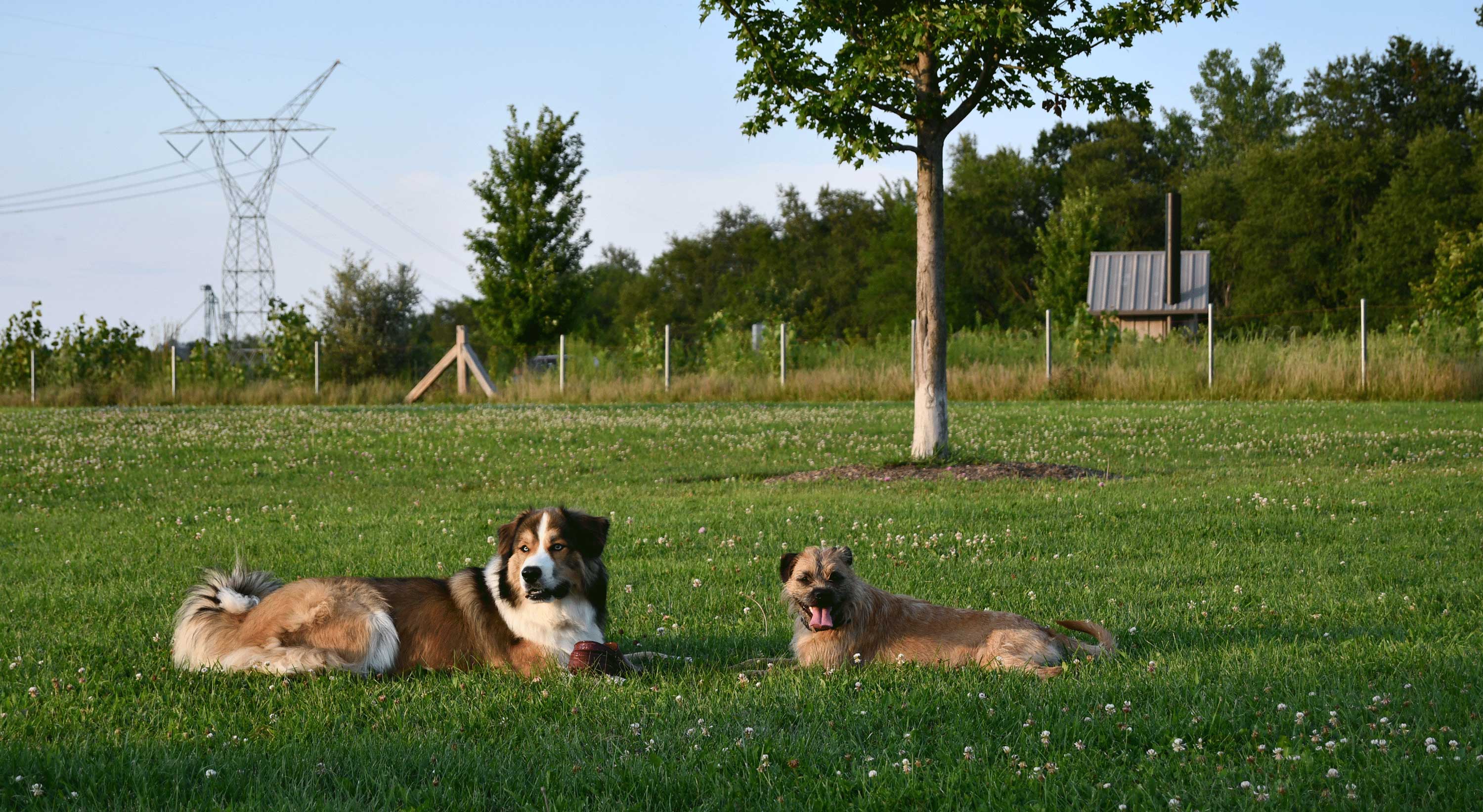 Two dogs sitting in the grass at a dog park.