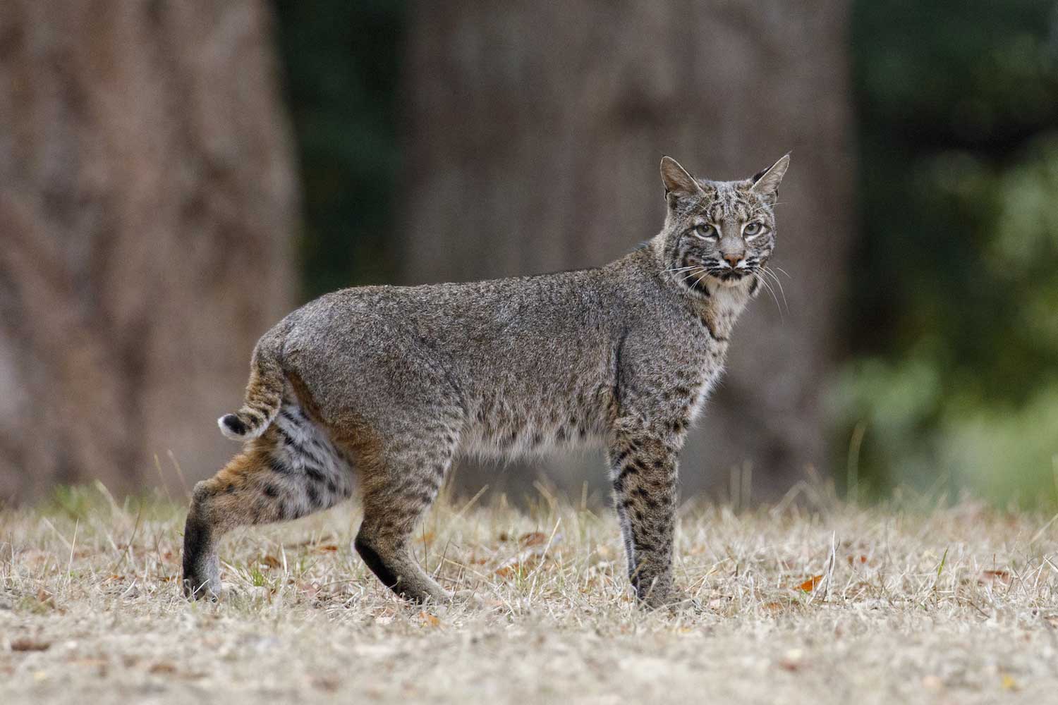 Bobcats and deals house cats