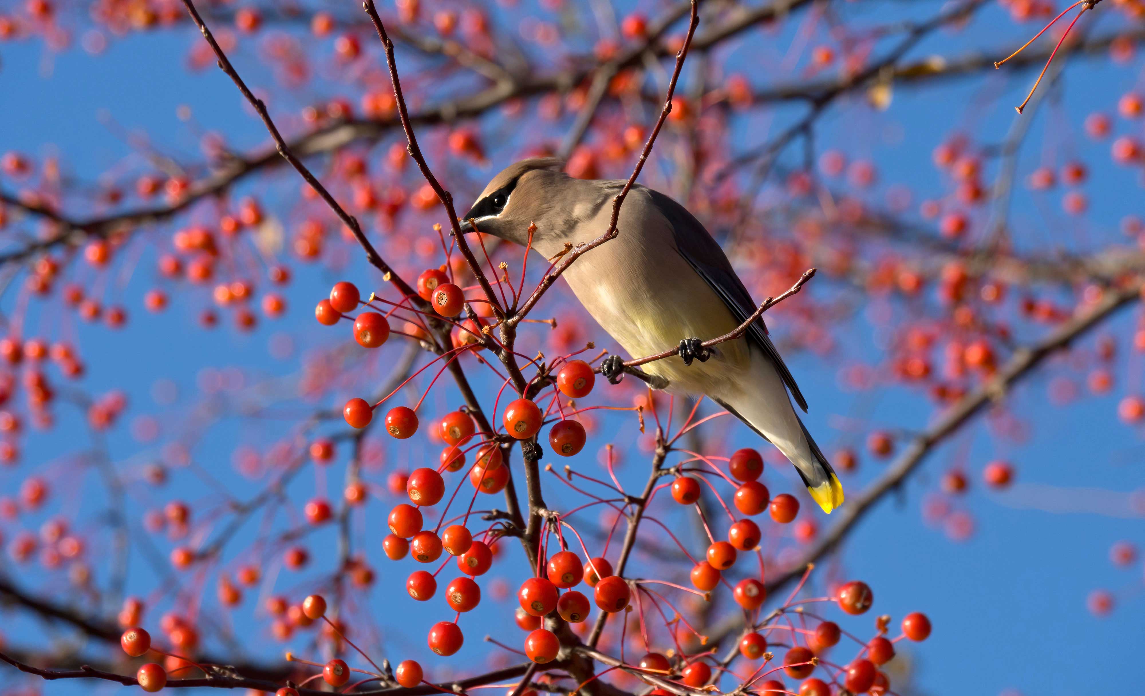 A cedar waxwing eating berries.