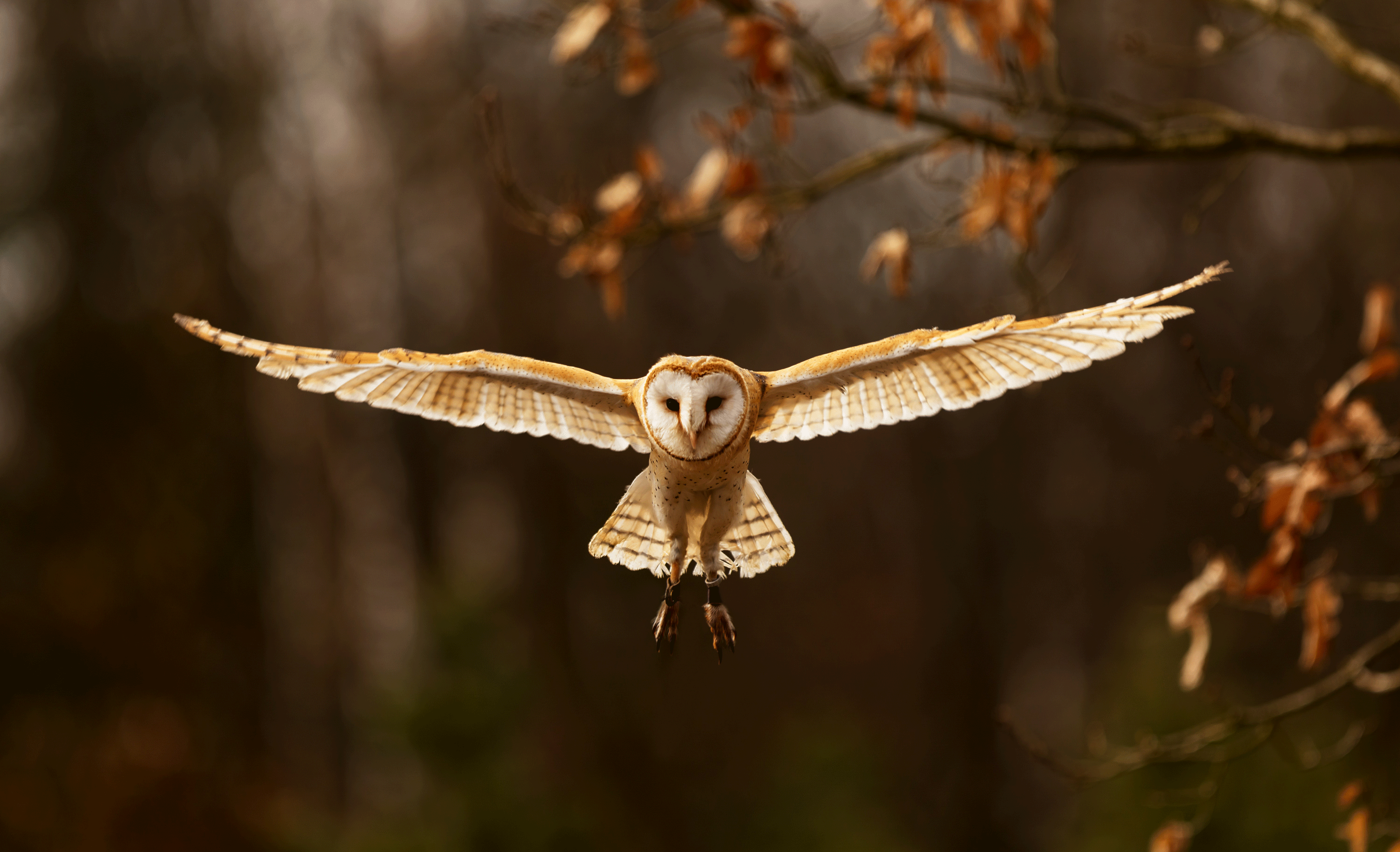A barn owl in flight illuminated by sunlight in an autumn forest..