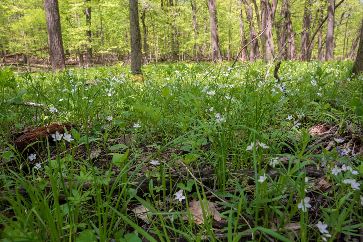 Grasses and small white wildflowers blanketing the floor with tree trunks in the background.