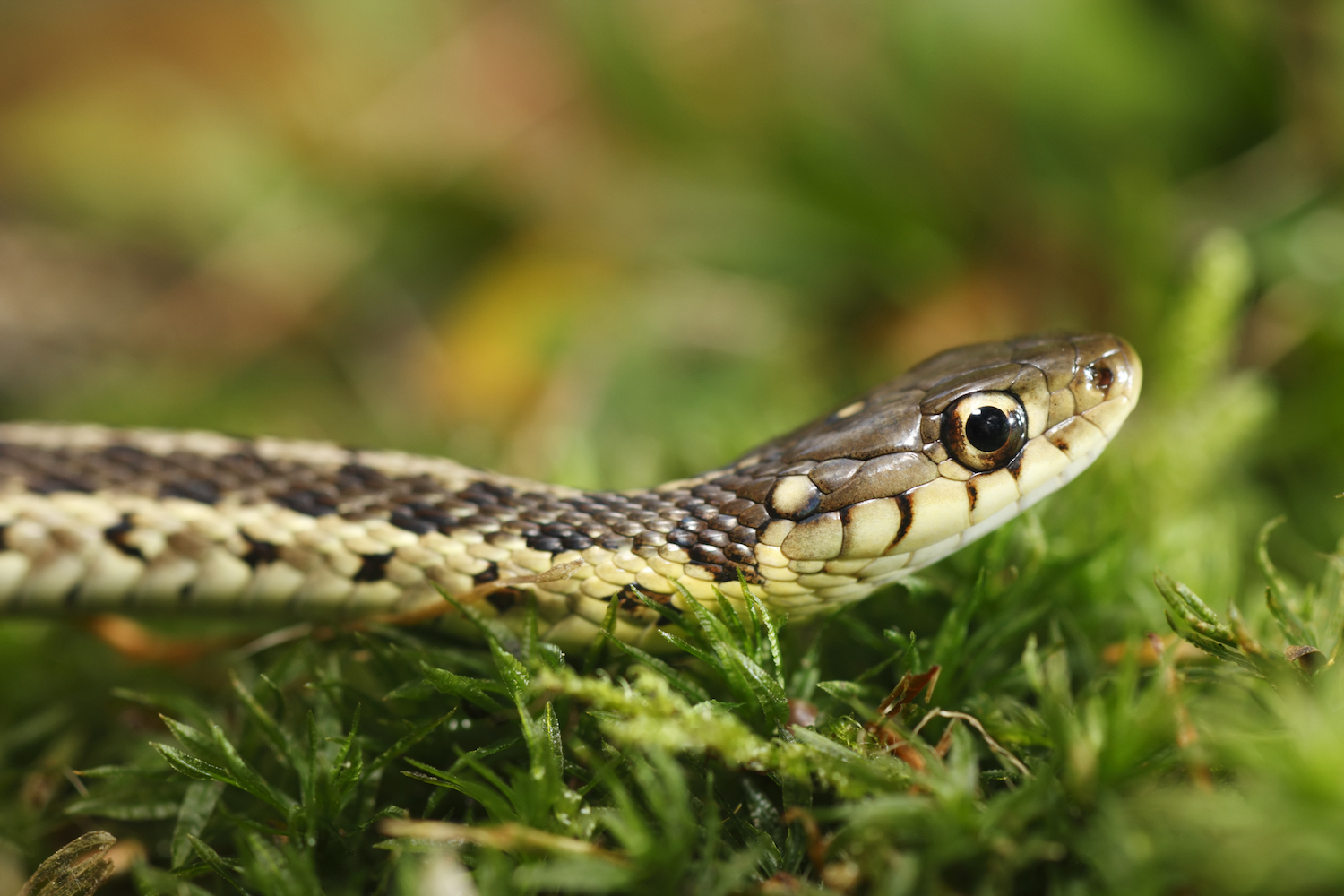 A garter snake in the grass.