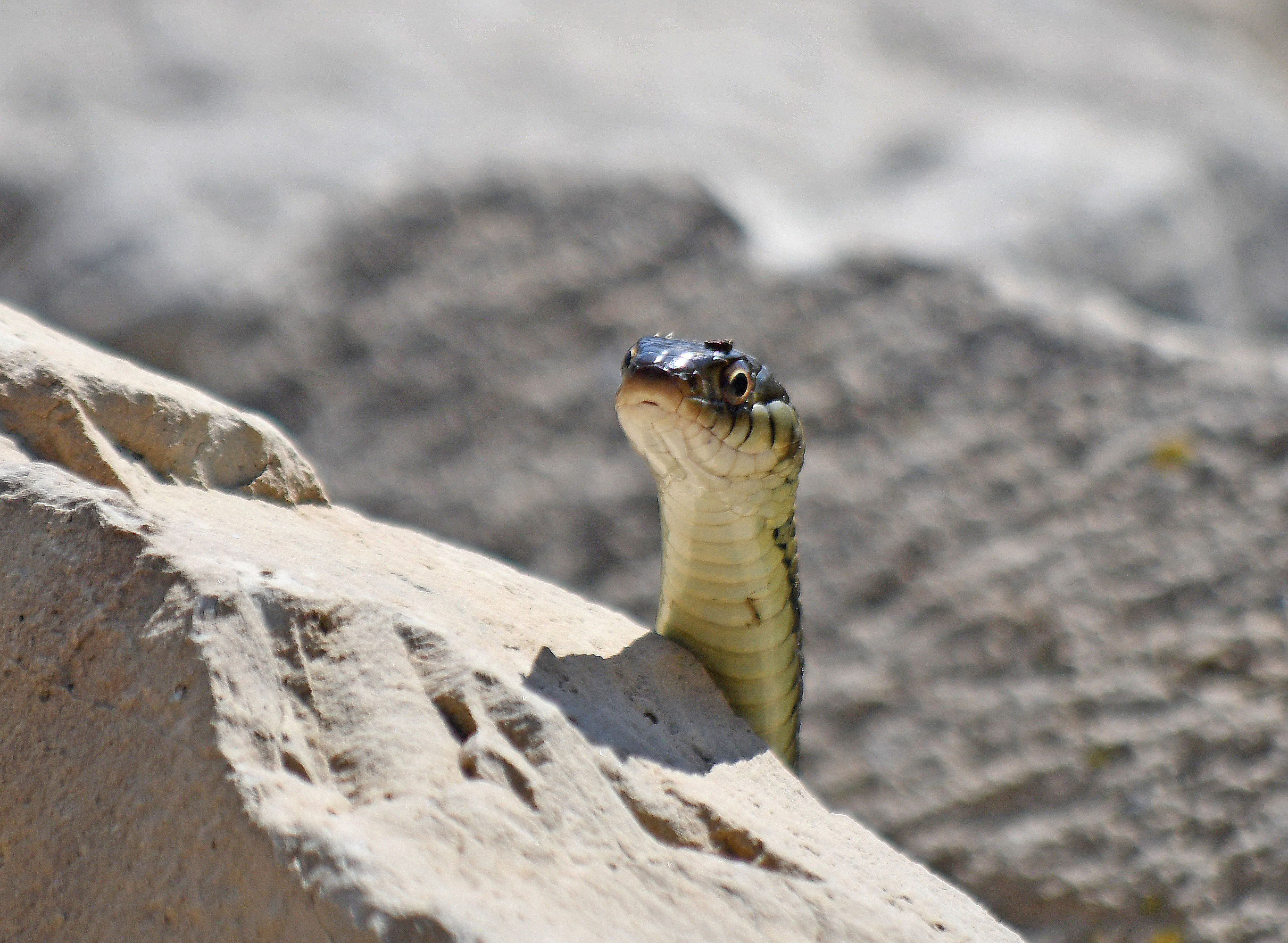 Quiz: What's Your Garter Snake IQ? - Forest Preserve ...