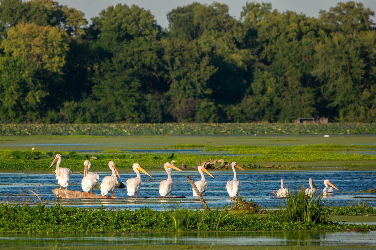 A group of seven pelicans standing on a log in the water and three more pelicans swimming in the water to their right.