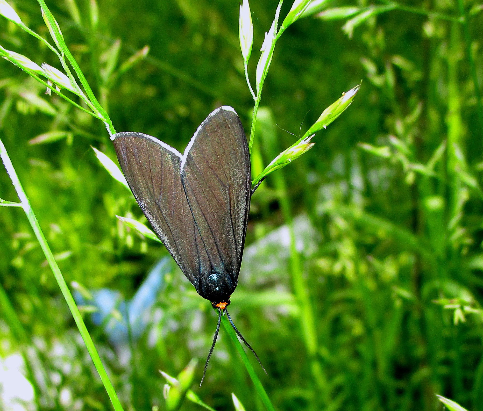 Closeup of a Virginia ctenucha.