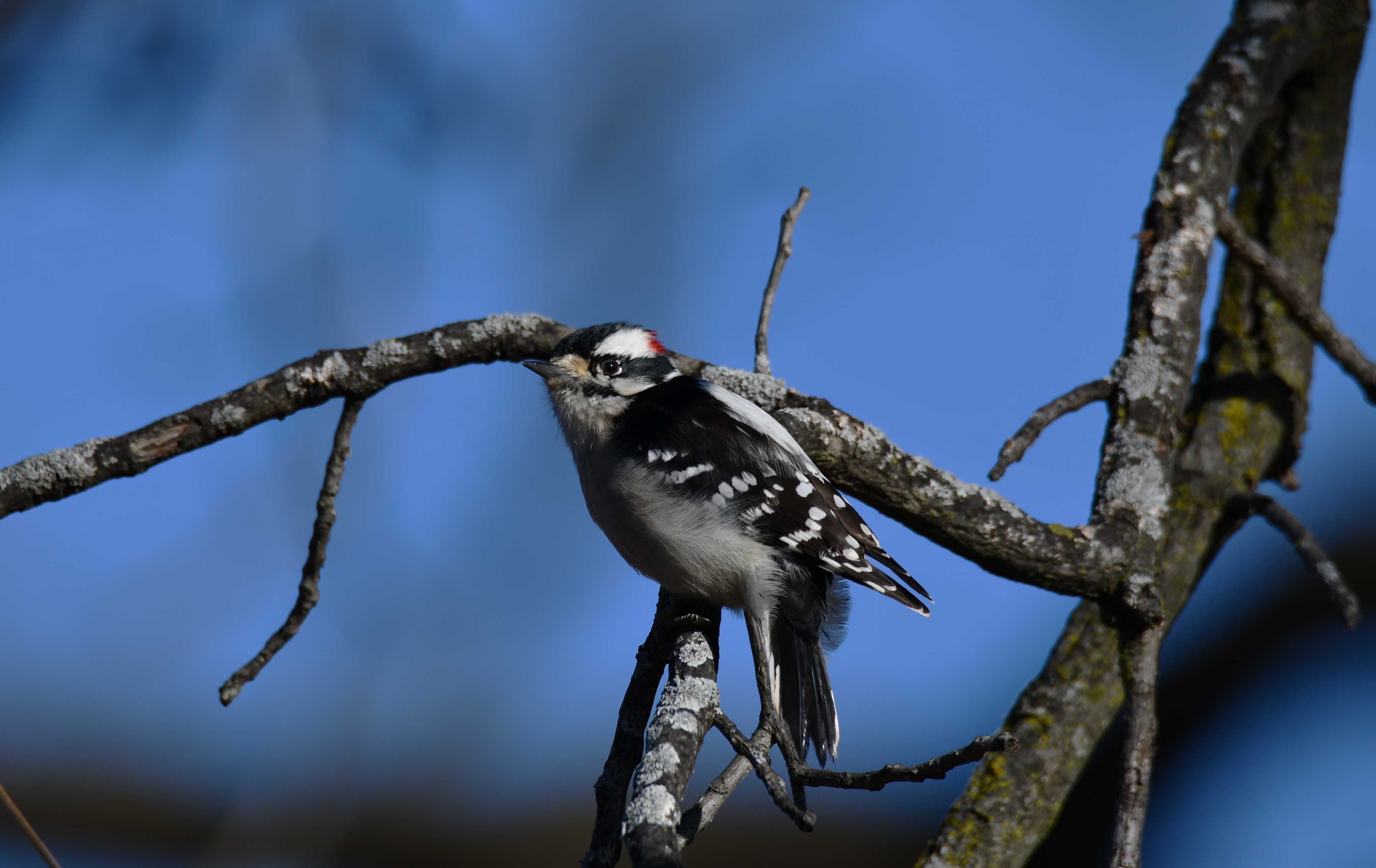 A downy woodpecker on a branch.