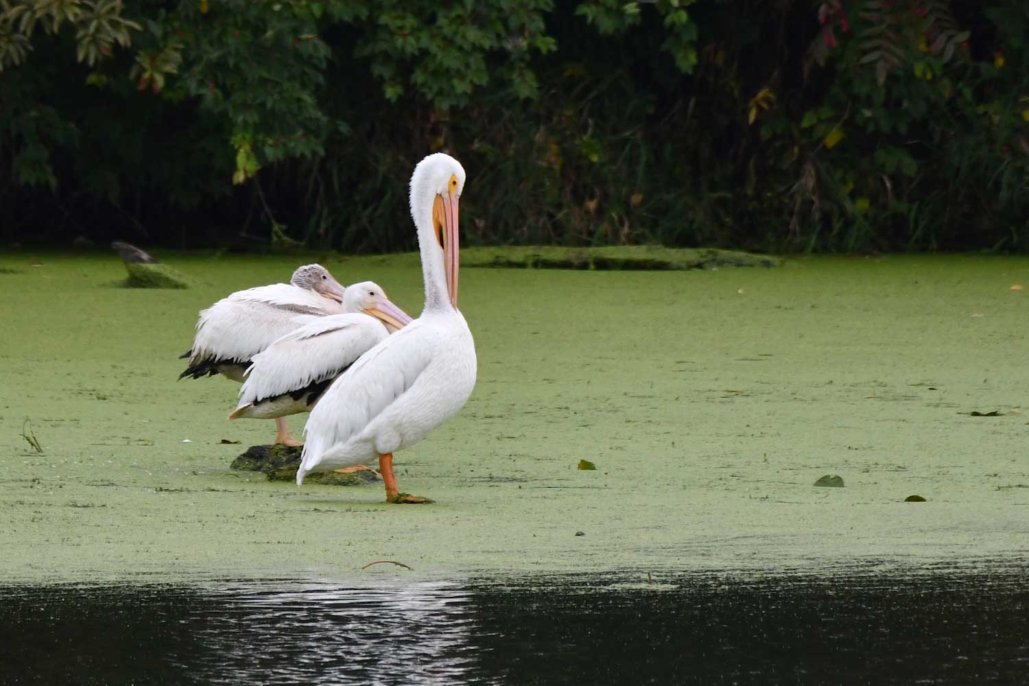 Three pelicans in a row standing atop rocks in the water.