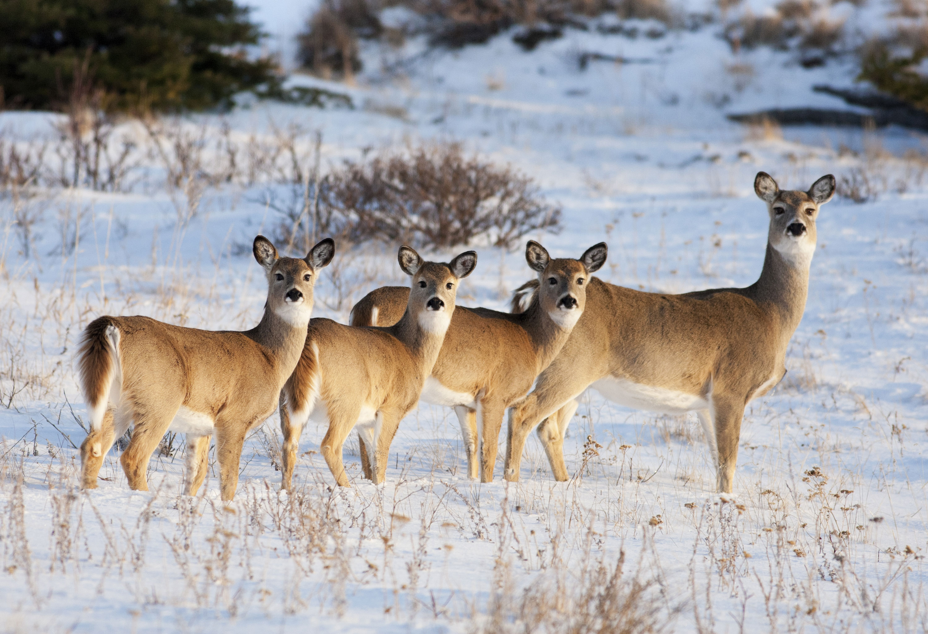 The Beloved White Tailed Deer Forest Preserve District Of Will County   Shutterstock 126821306 .aspx