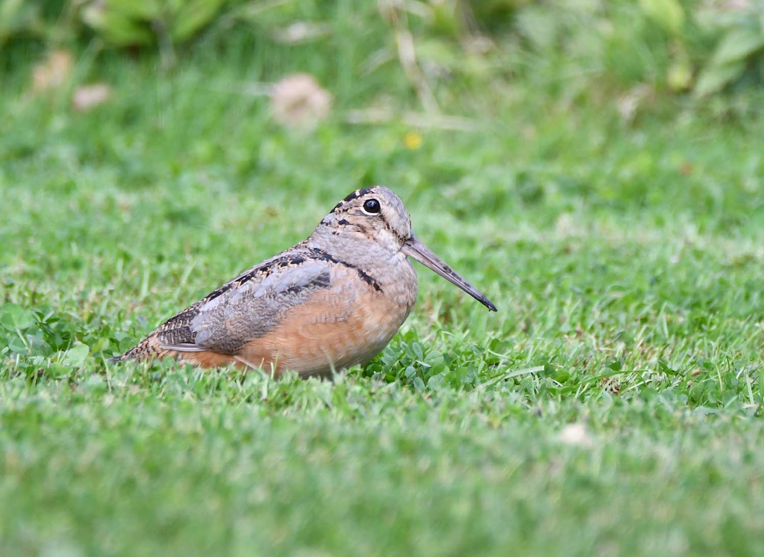 A woodcock walking across grass.