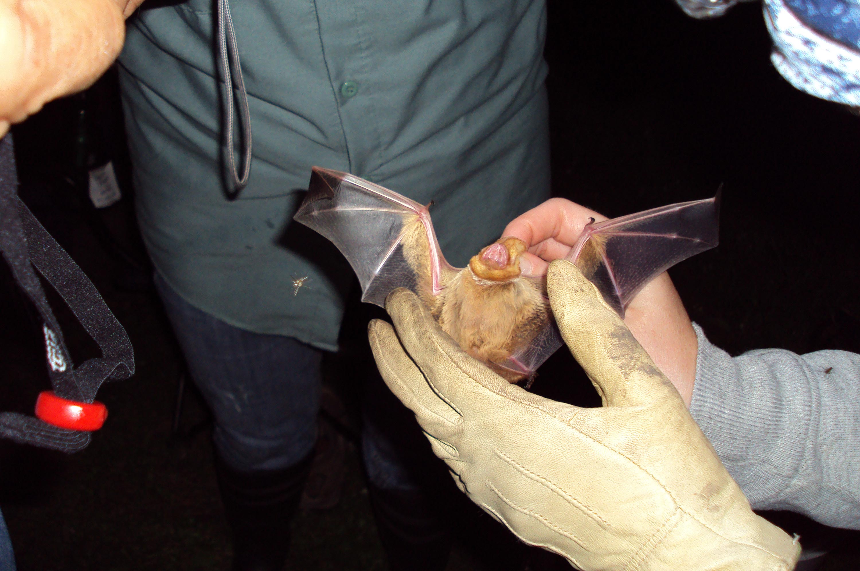 A person holding a bat to examine it.