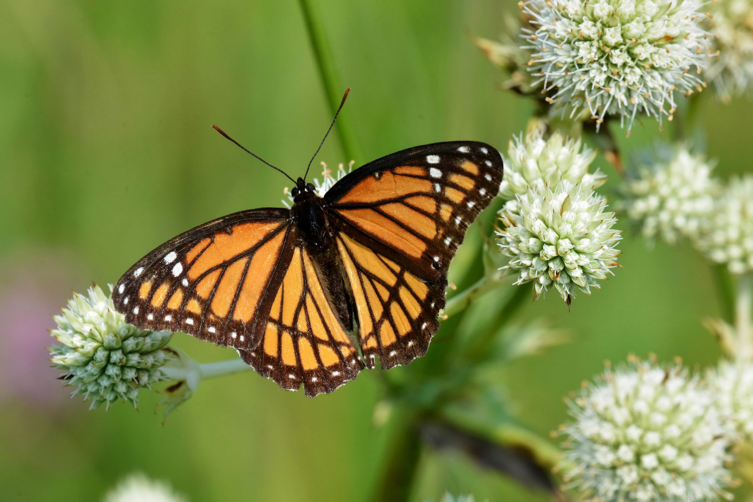 Viceroy butterfly sipping nectar from a rattlesnake master bloom.