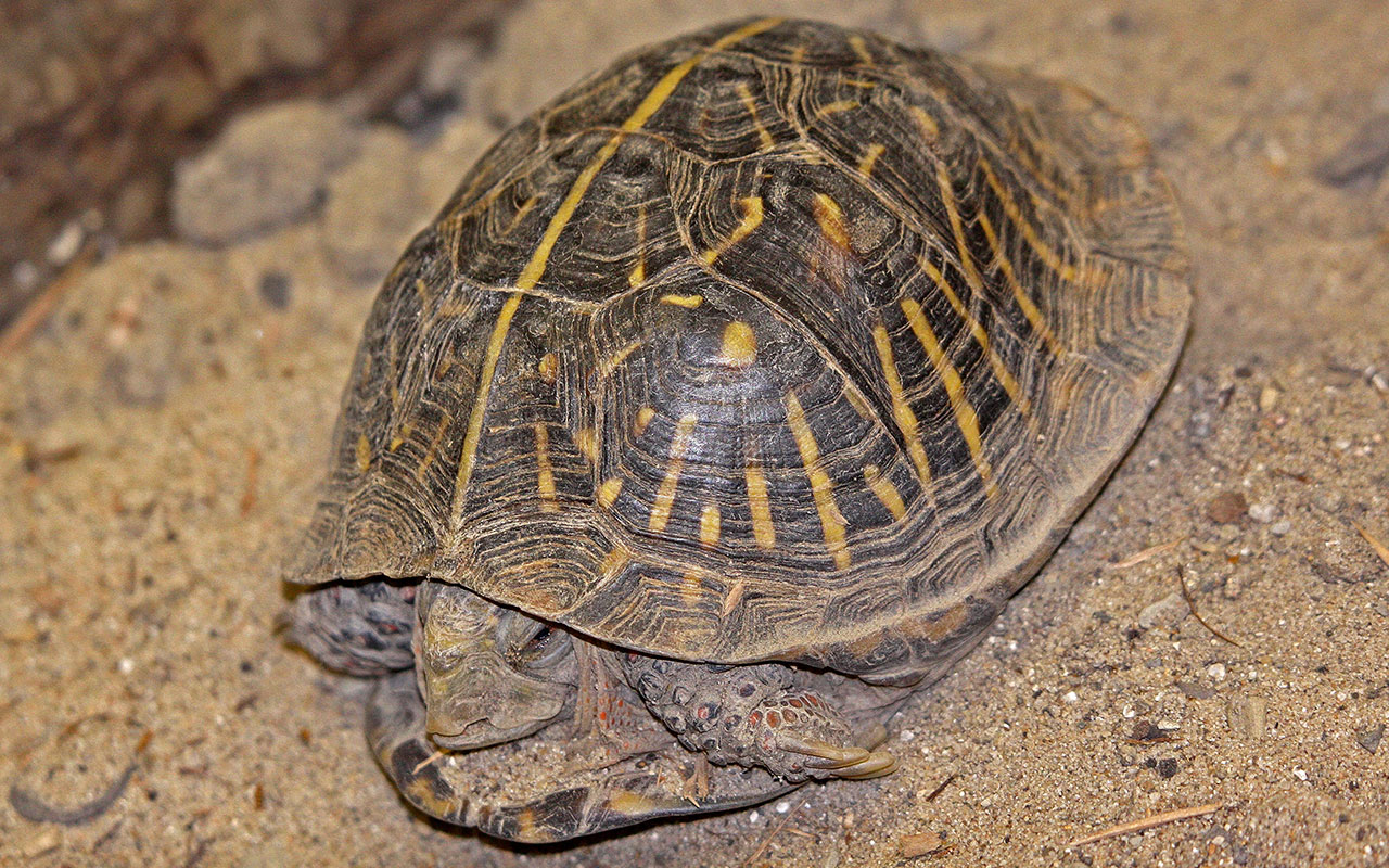 An ornate box turtle on sand.