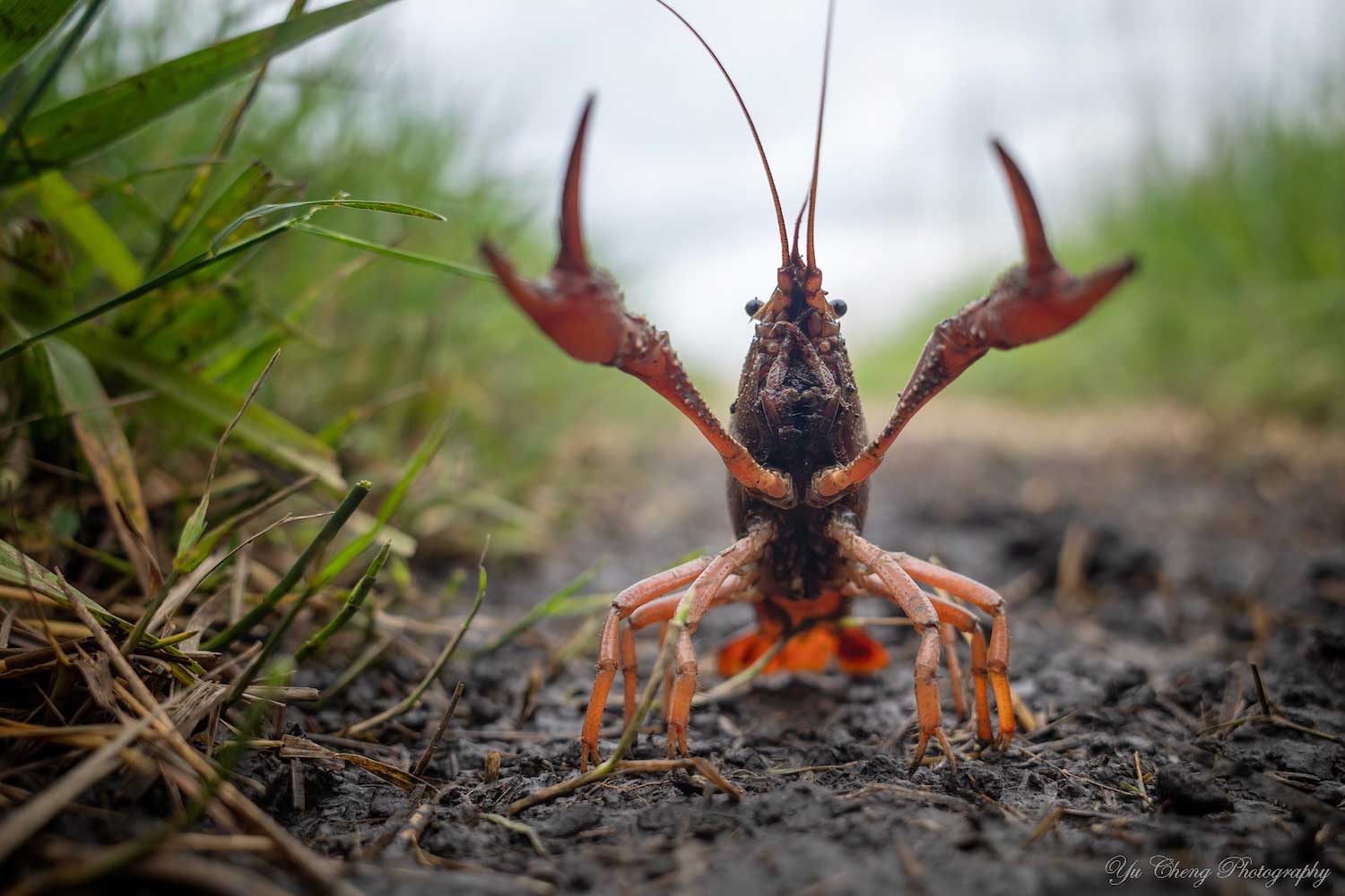 A crayfish standing on the soil with its front arms and claws extended over its head.