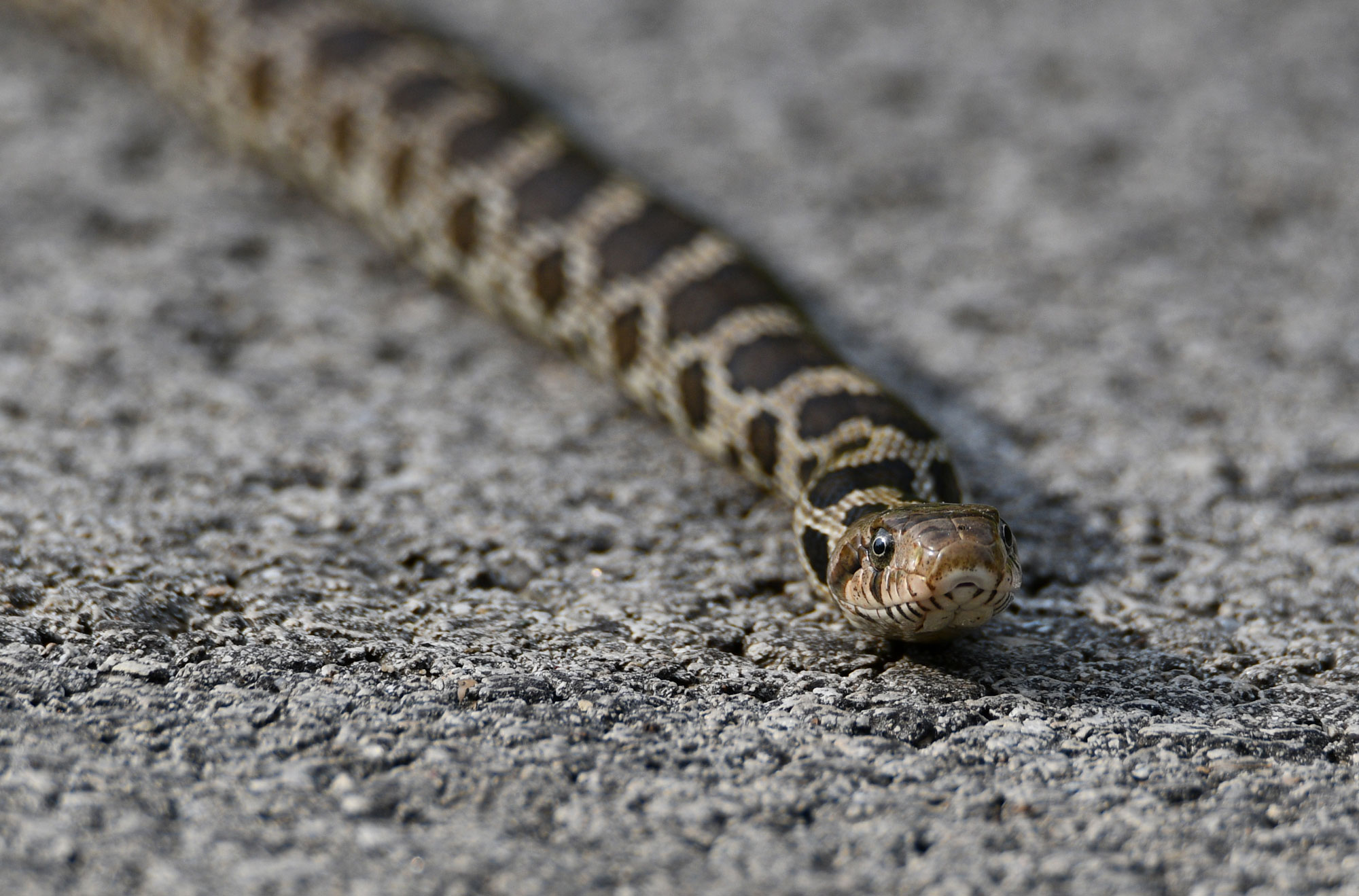 What S The Difference Fox Snake Vs Eastern Massasauga Rattlesnake Forest Preserve District Of Will County