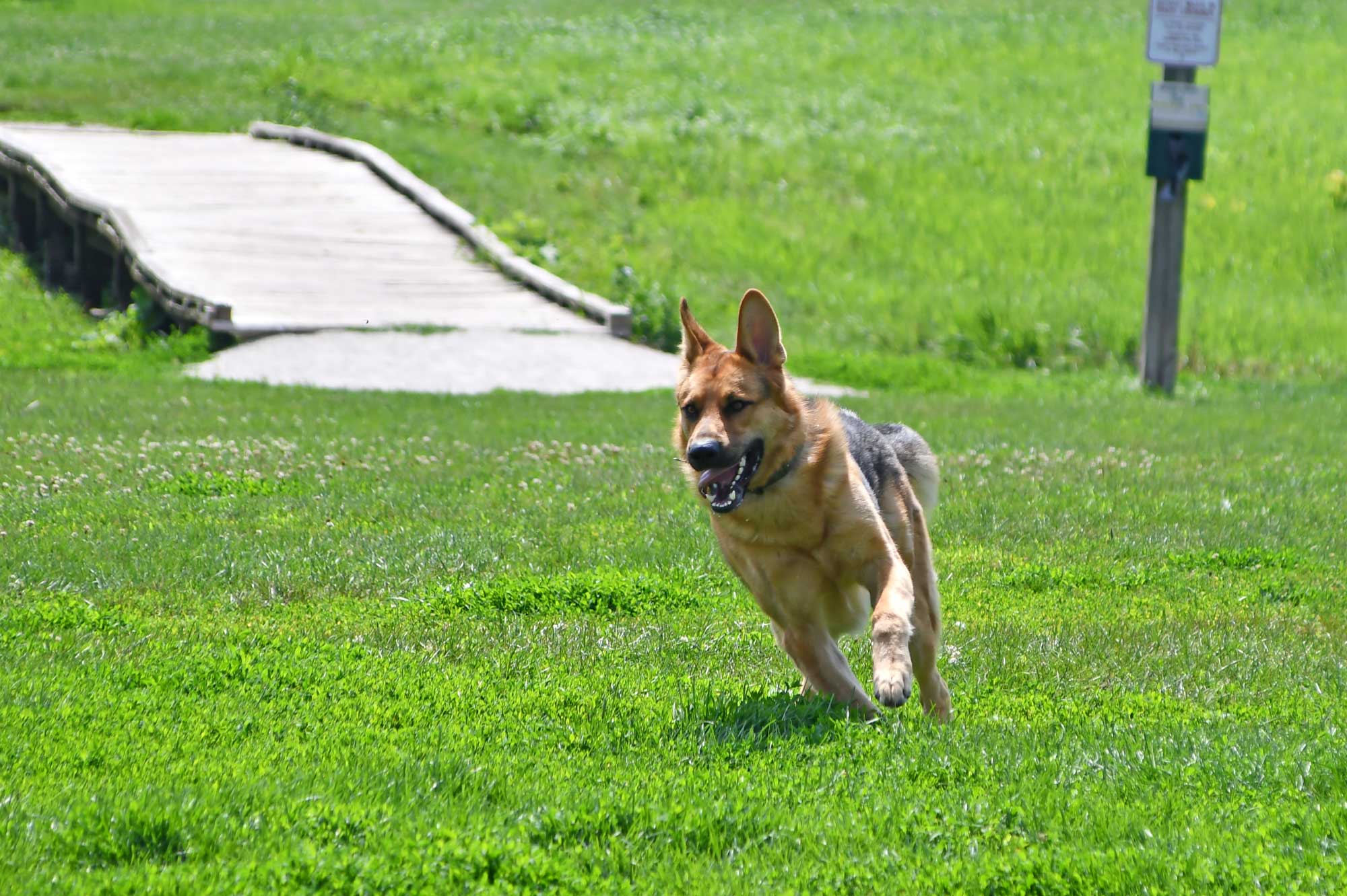 A dog runs through the grass at a dog park.