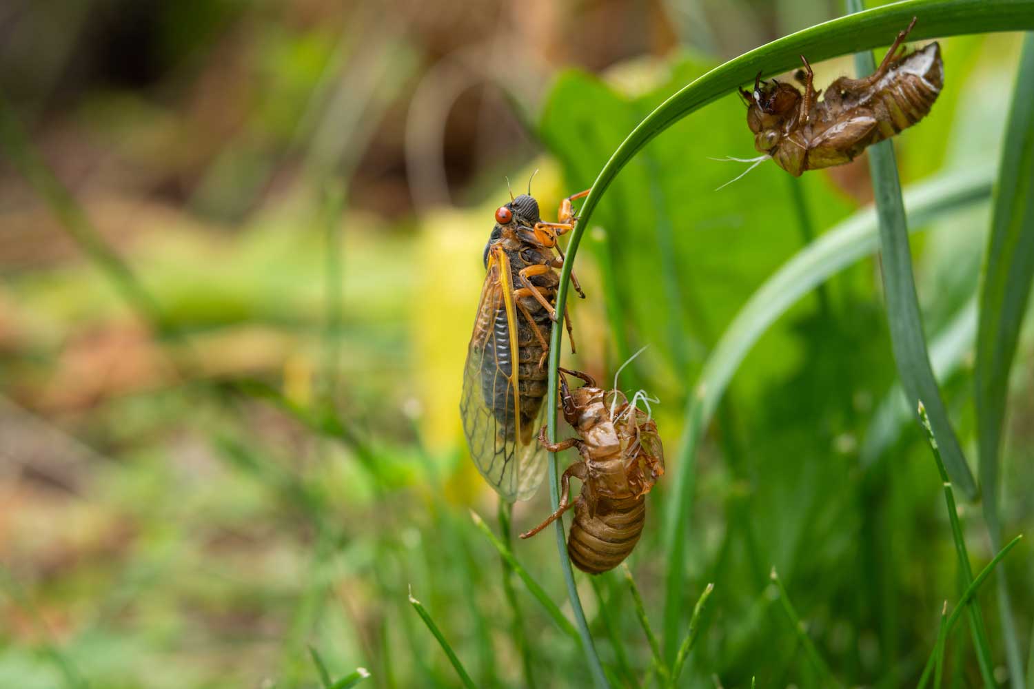 A cicada and two cicada exoskeletons on grass.