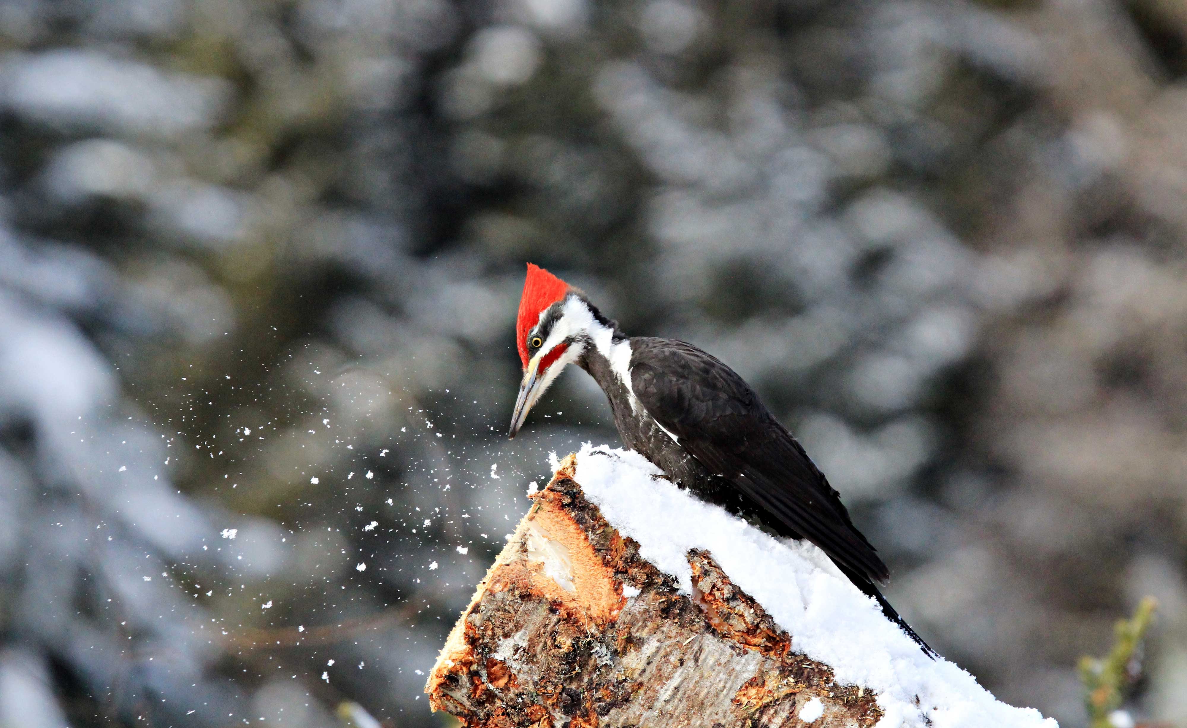 Pileated woodpecker pecking away on a log