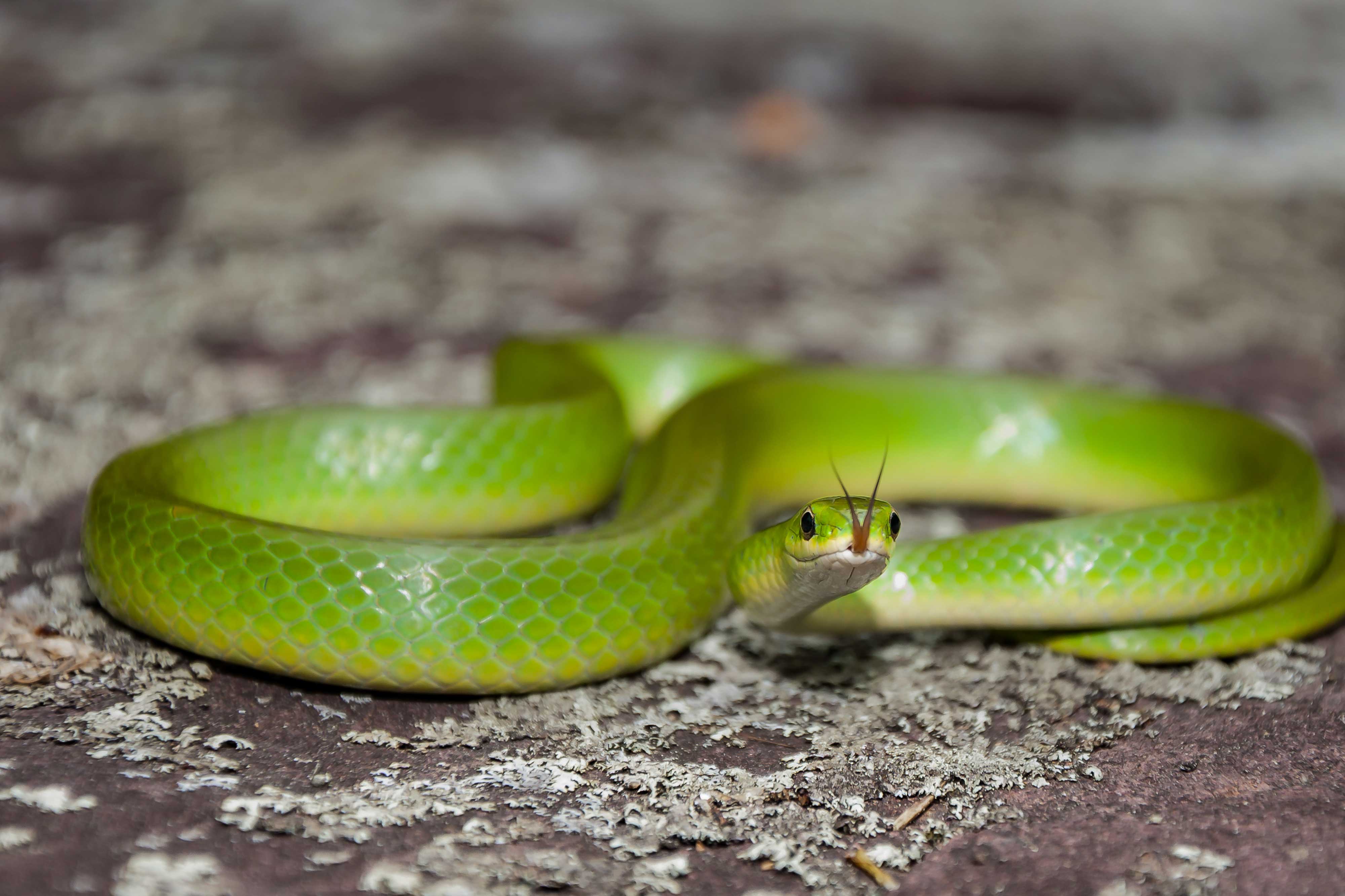 A smooth green snake on the ground.