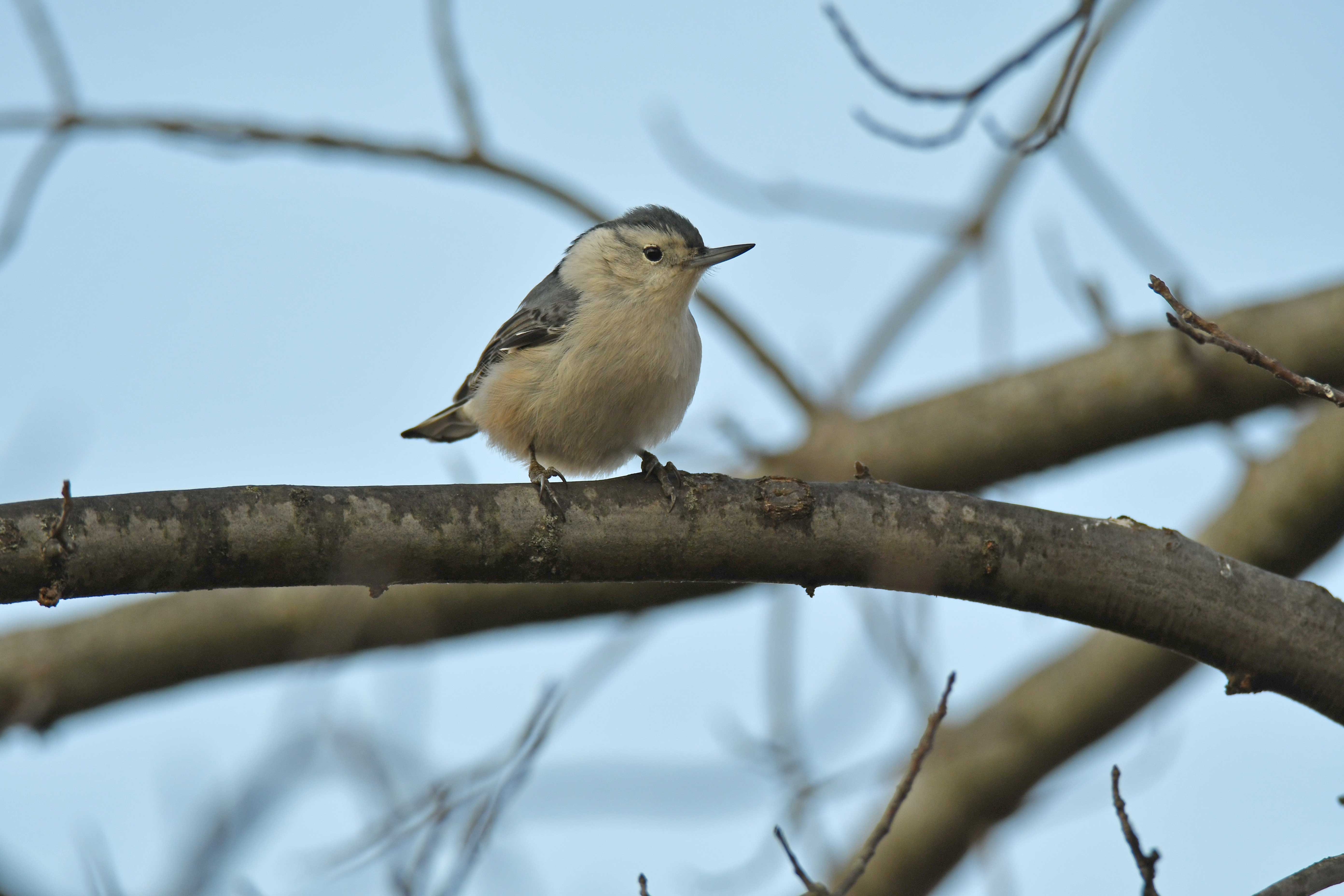 A nuthatch perched on a bare tree branch.