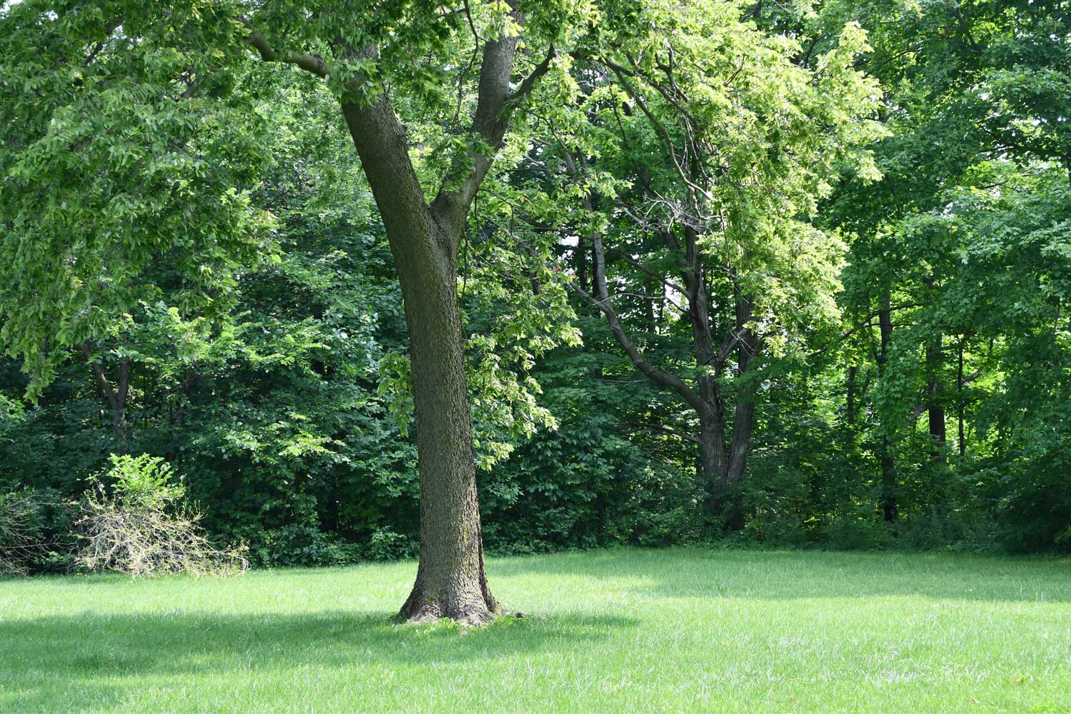 Trees in a field.