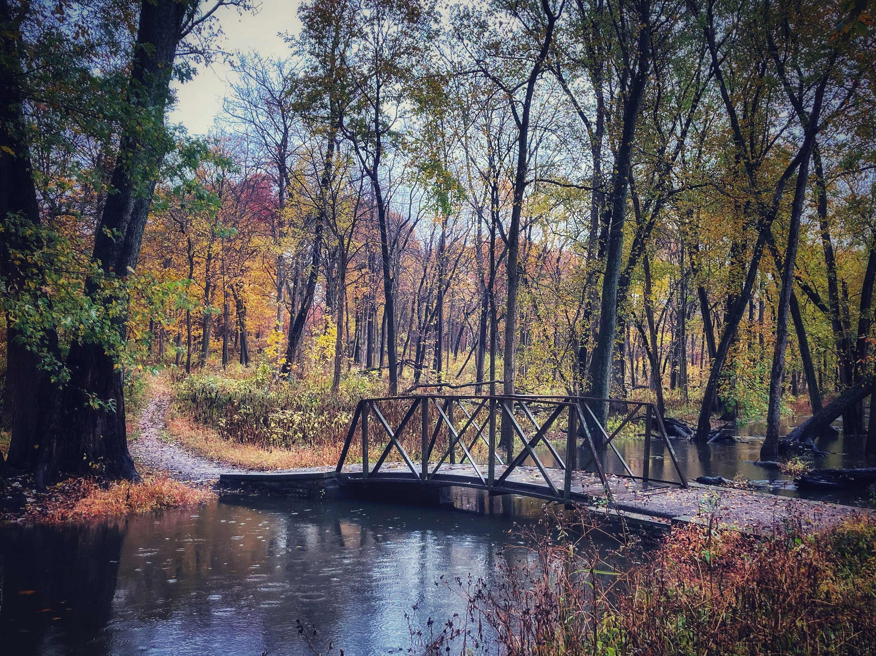 A view of the bridge at Messenger Woods during fall.