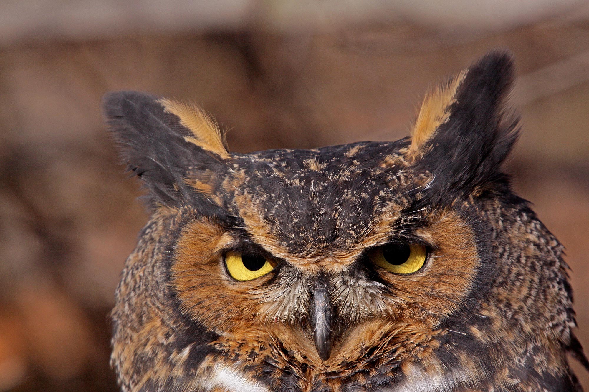 Closeup of a great horned owl.