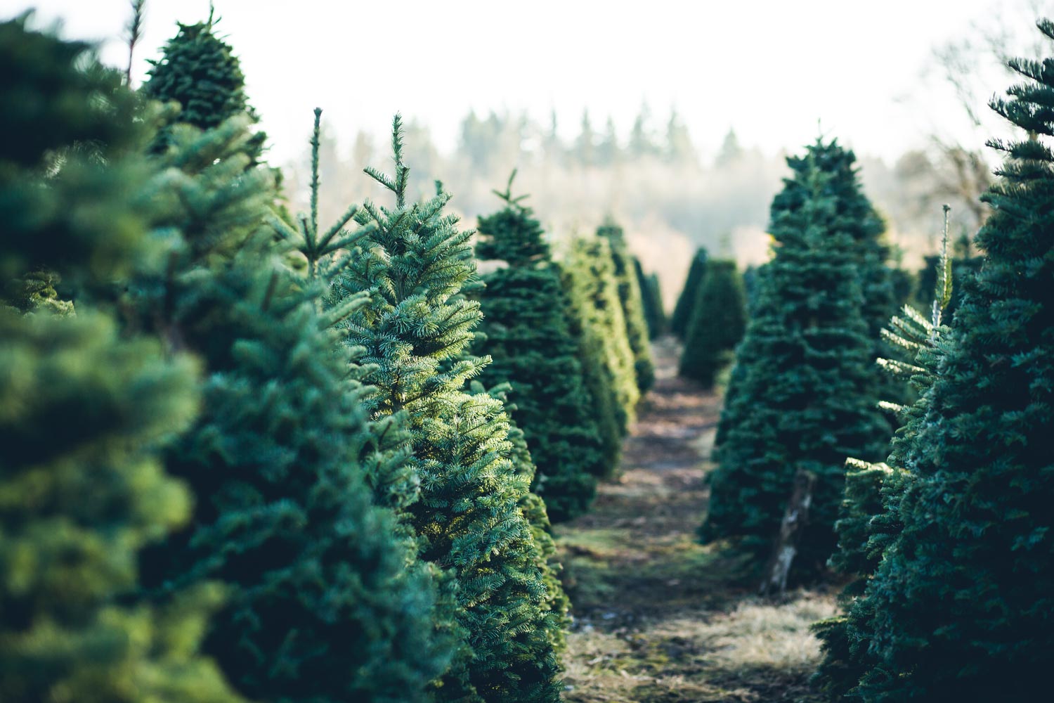 Christmas trees for sale at a Christmas tree lot.