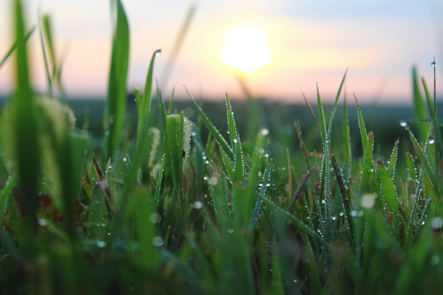 Nature Curiosity Why Are Some Mornings So Dewy Forest Preserve 