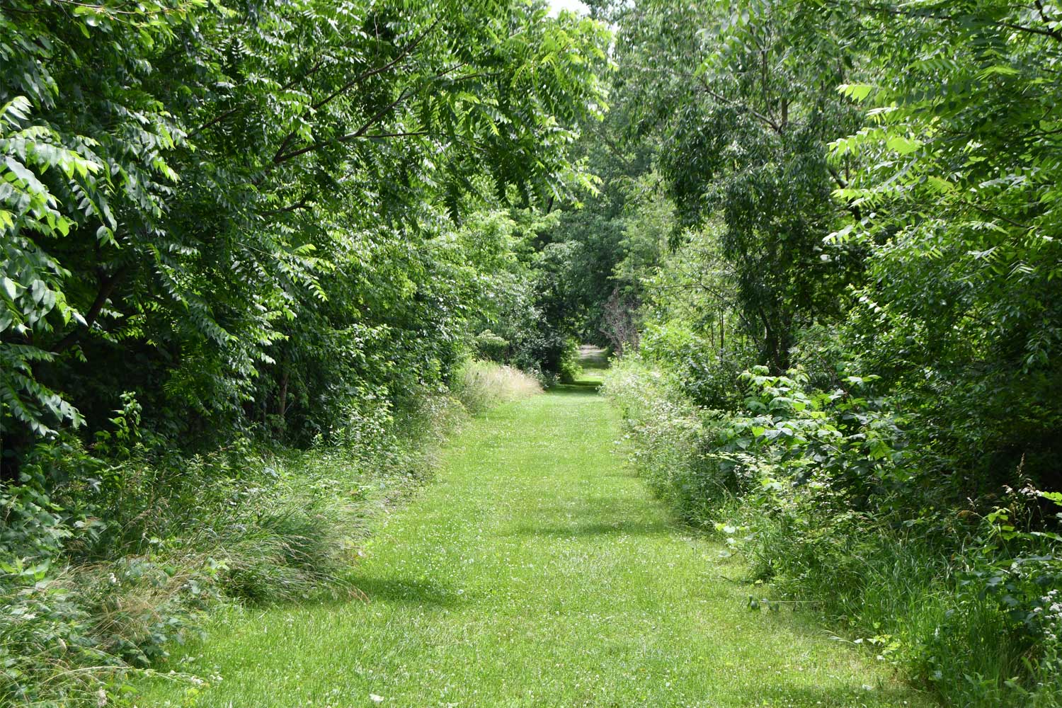 Grass trail lined by trees.