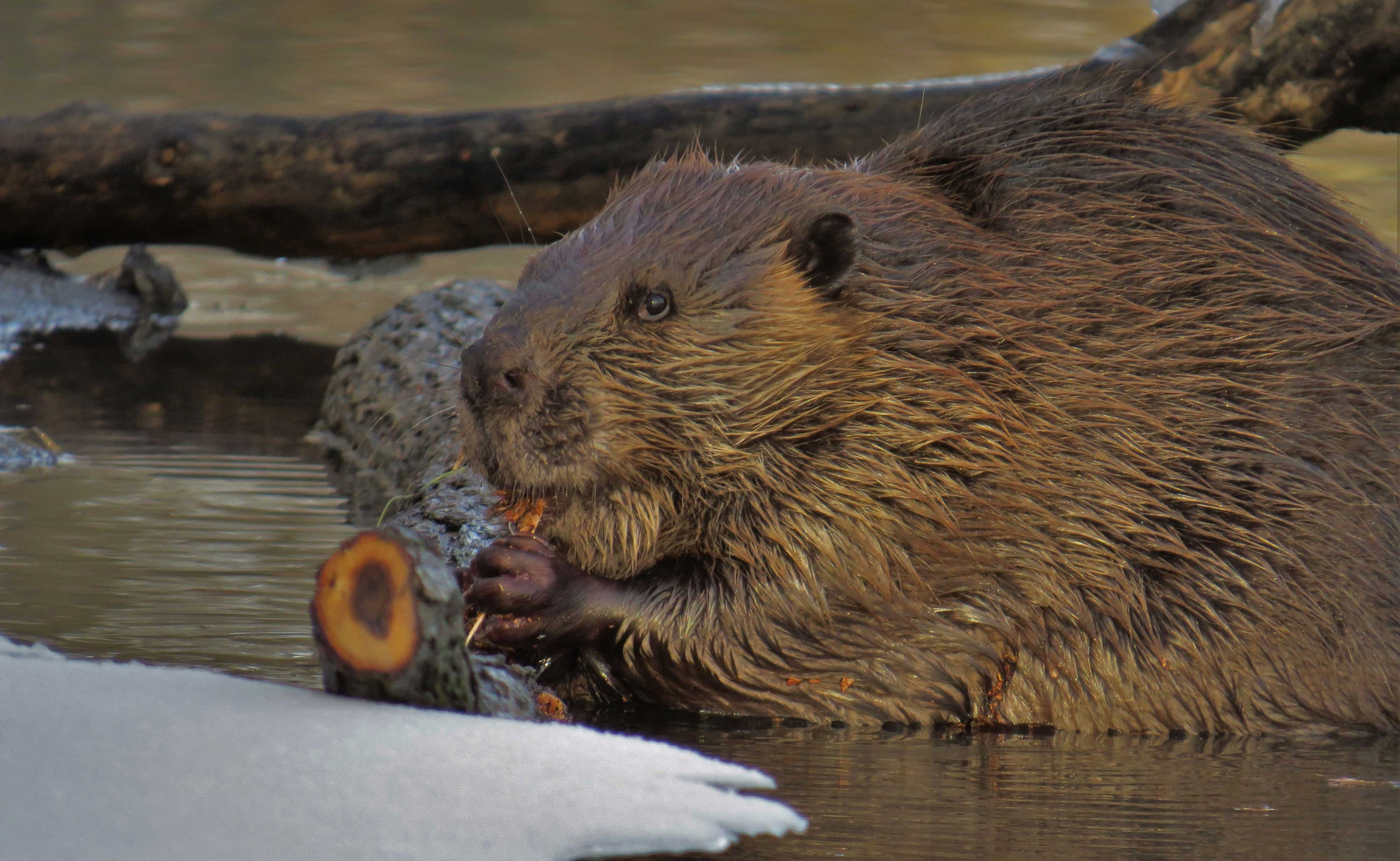 A beaver gnawing on wood.