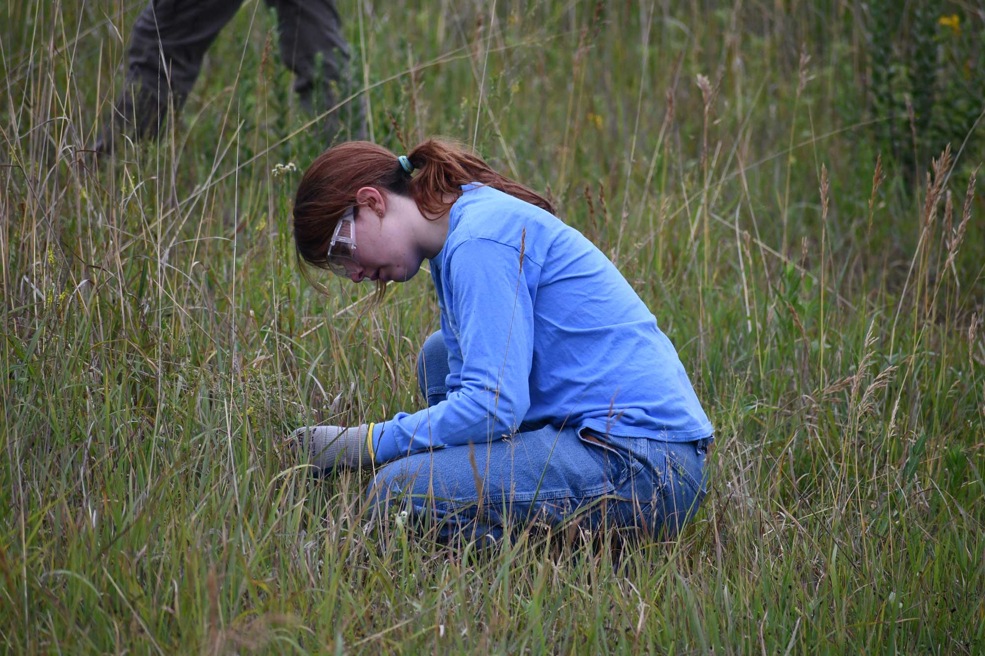 A person wearing gloves and safety googles crouched over in tall grass looking at a plant.
