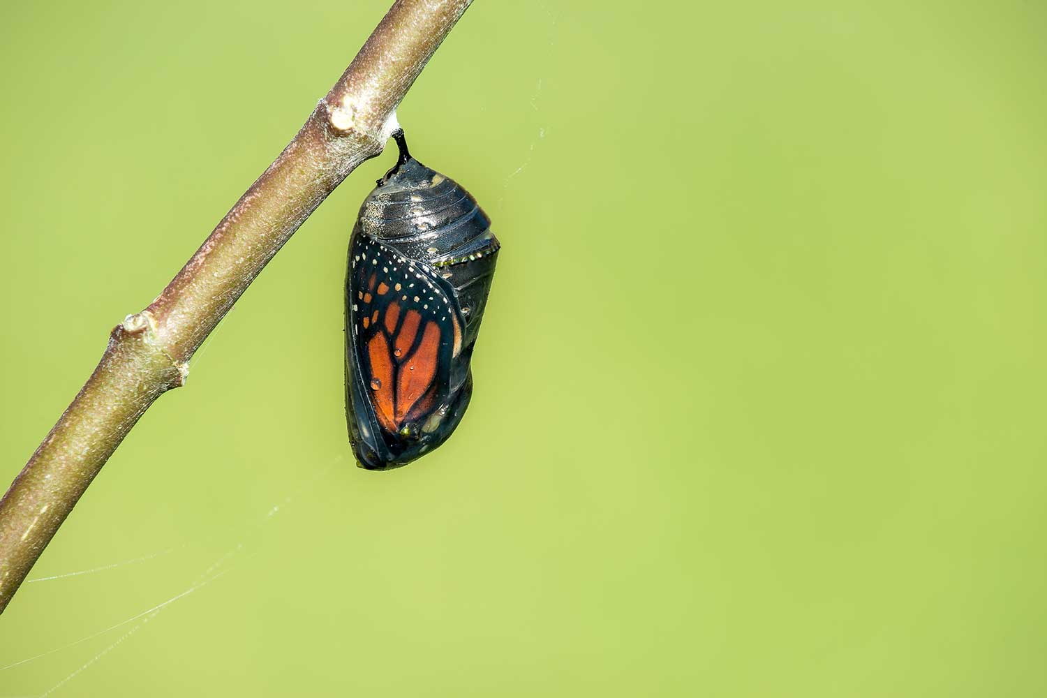 A monarch pupa hanging from a branch. 